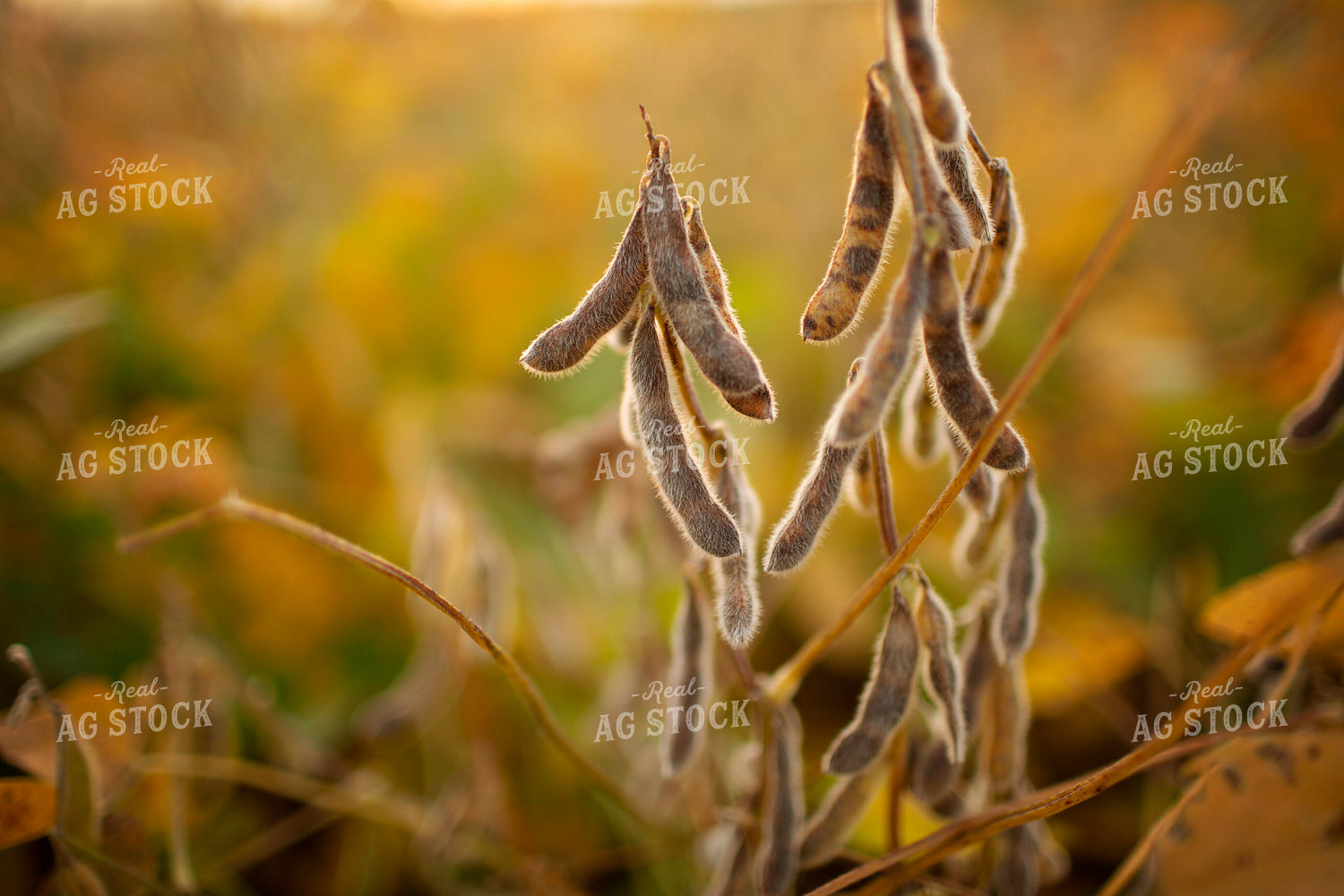 Soybeans - Mid-Season 2365