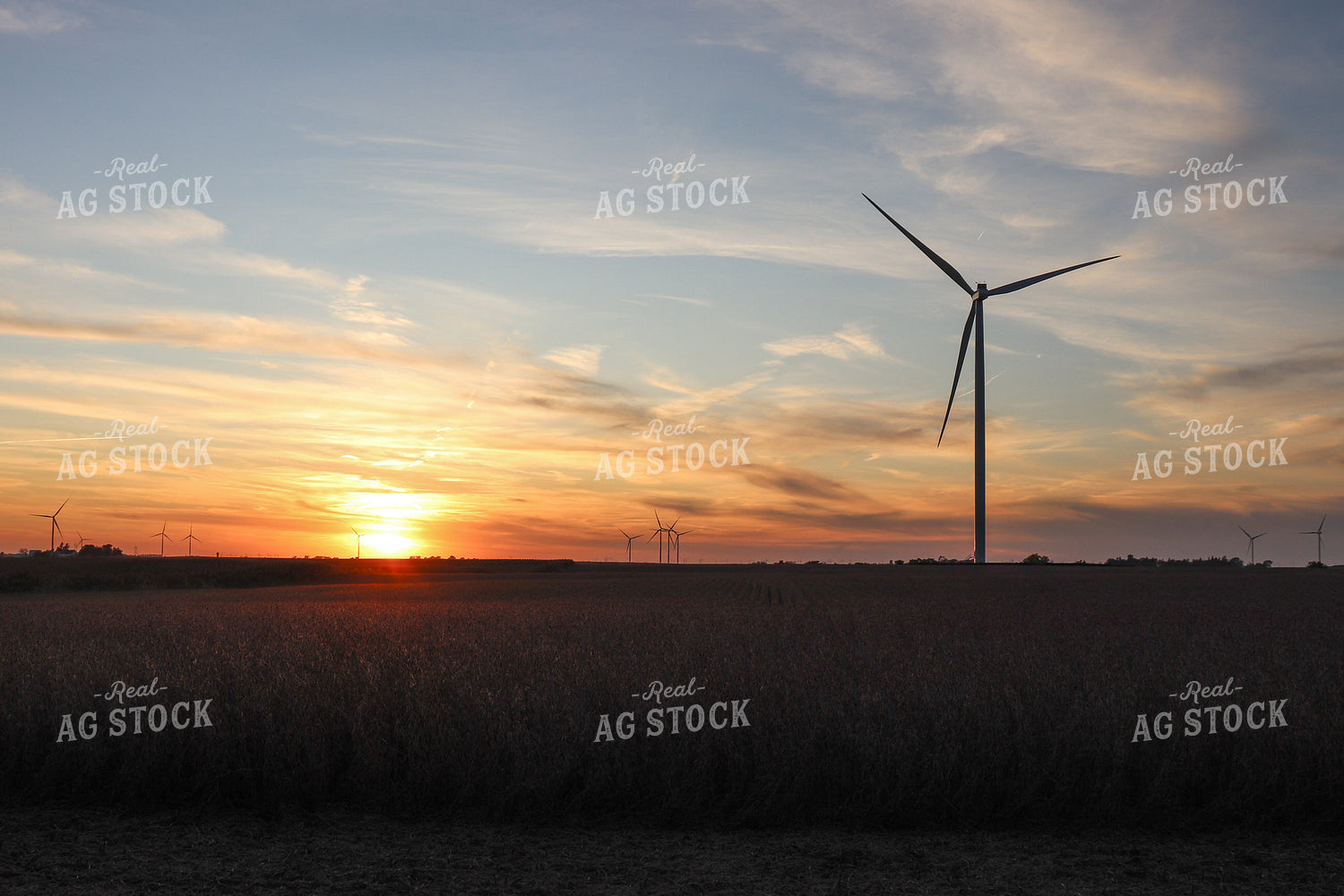 Sunset over Soybean Field and Windmill 67034
