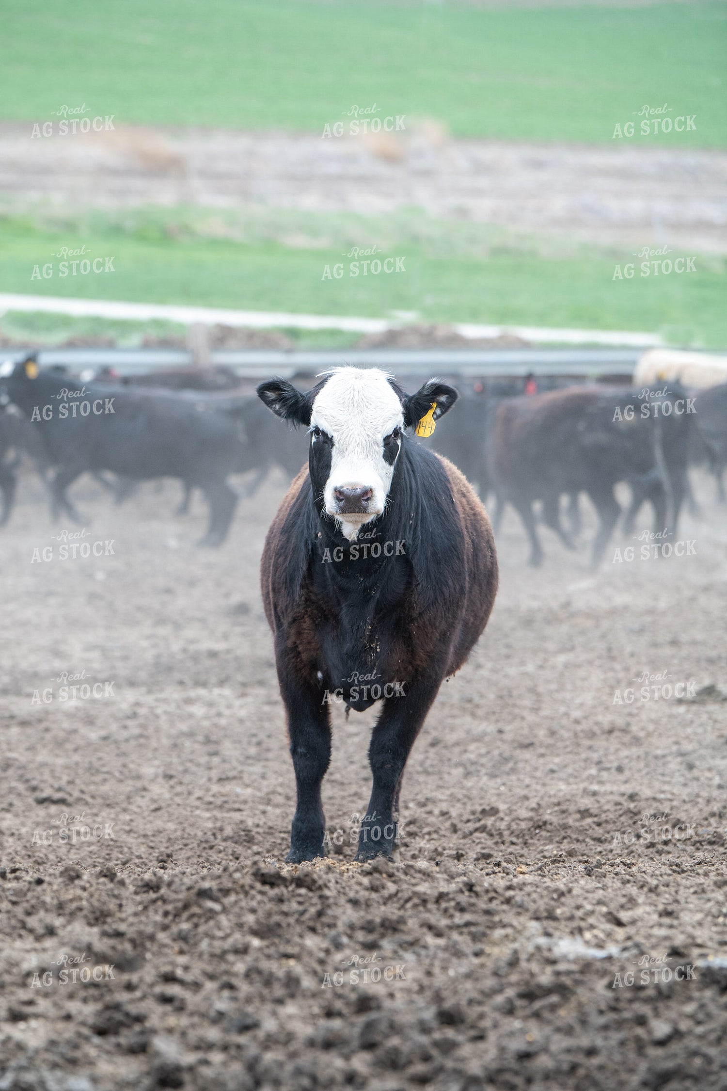 Cattle on Feedlot 193033