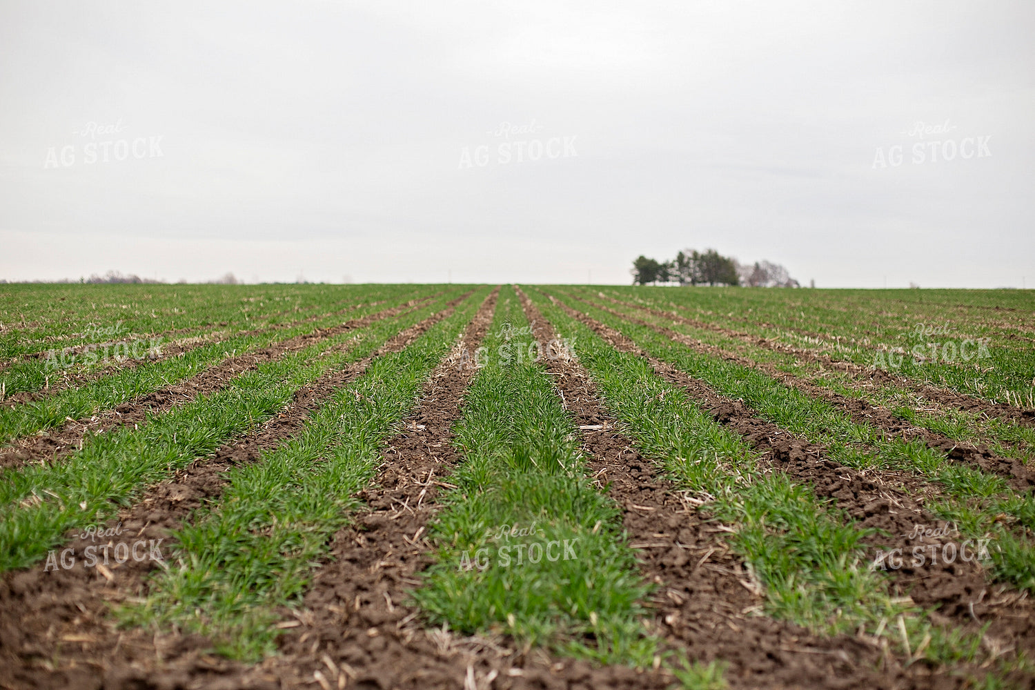 Field of Triticale 93012