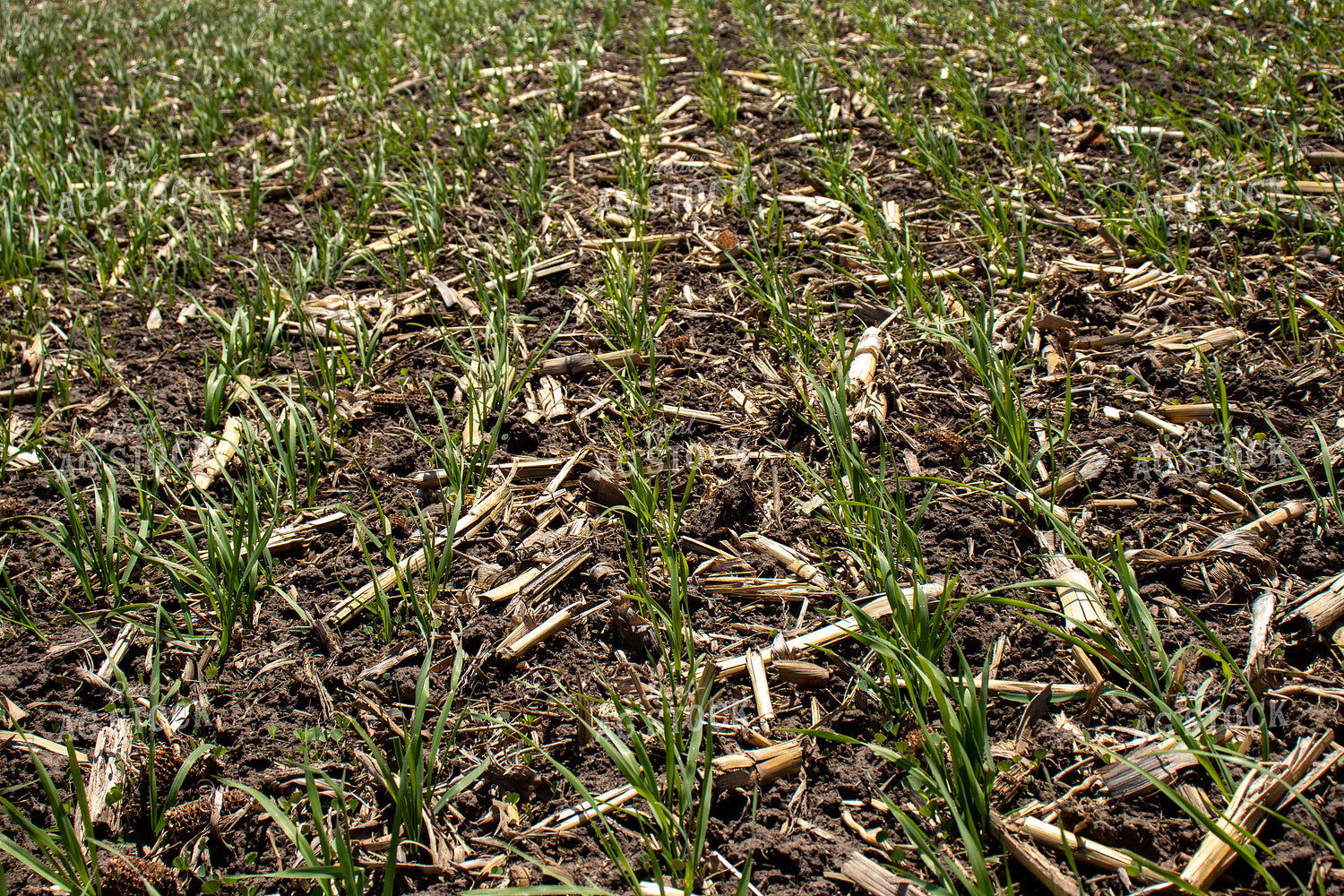 Early Wheat 67065