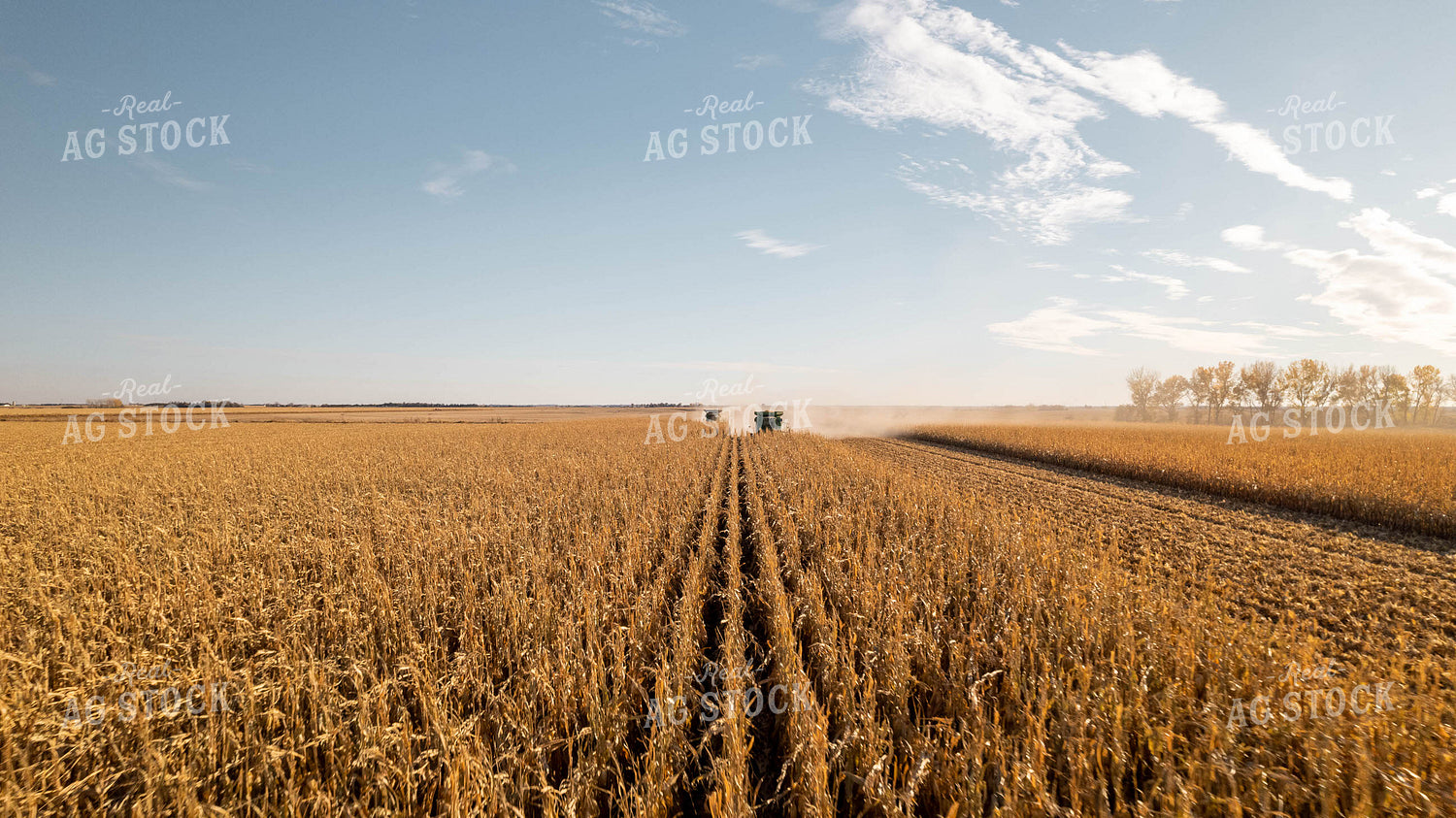 Corn Harvest 114021