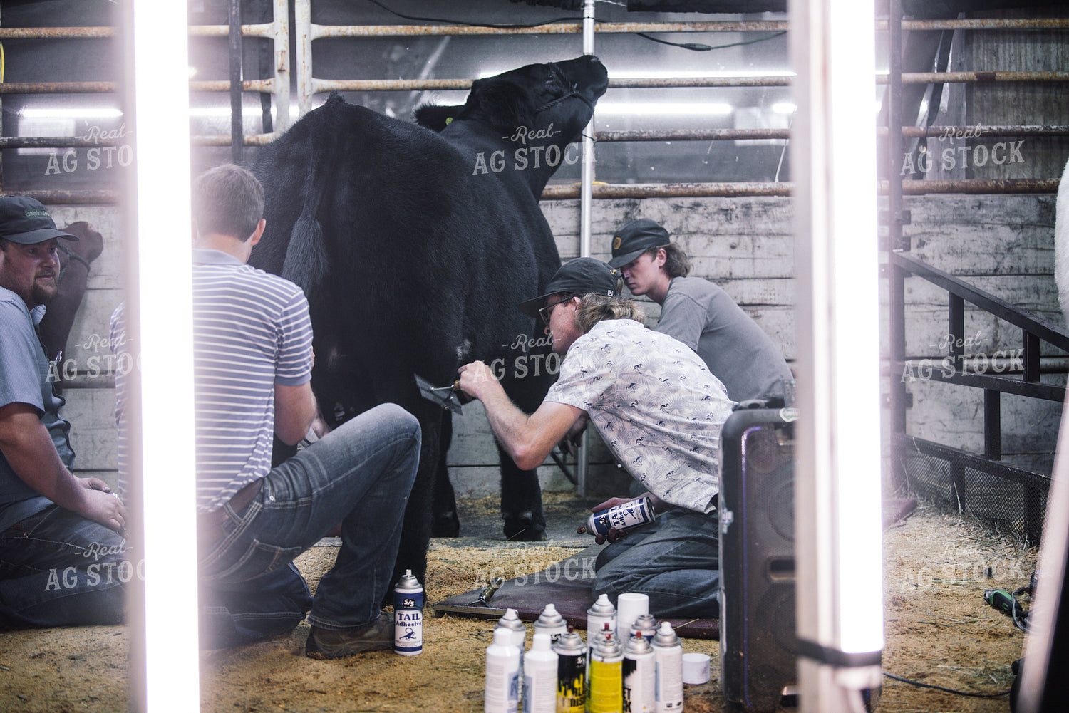 Farmers Grooming Cow 113003