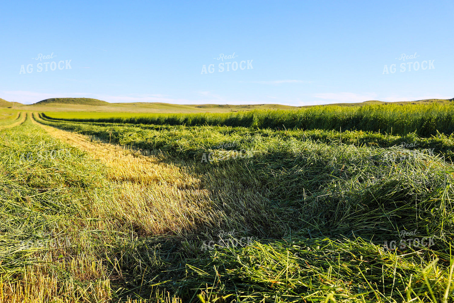Cutting Green Willow Creek Winter Wheat 87007