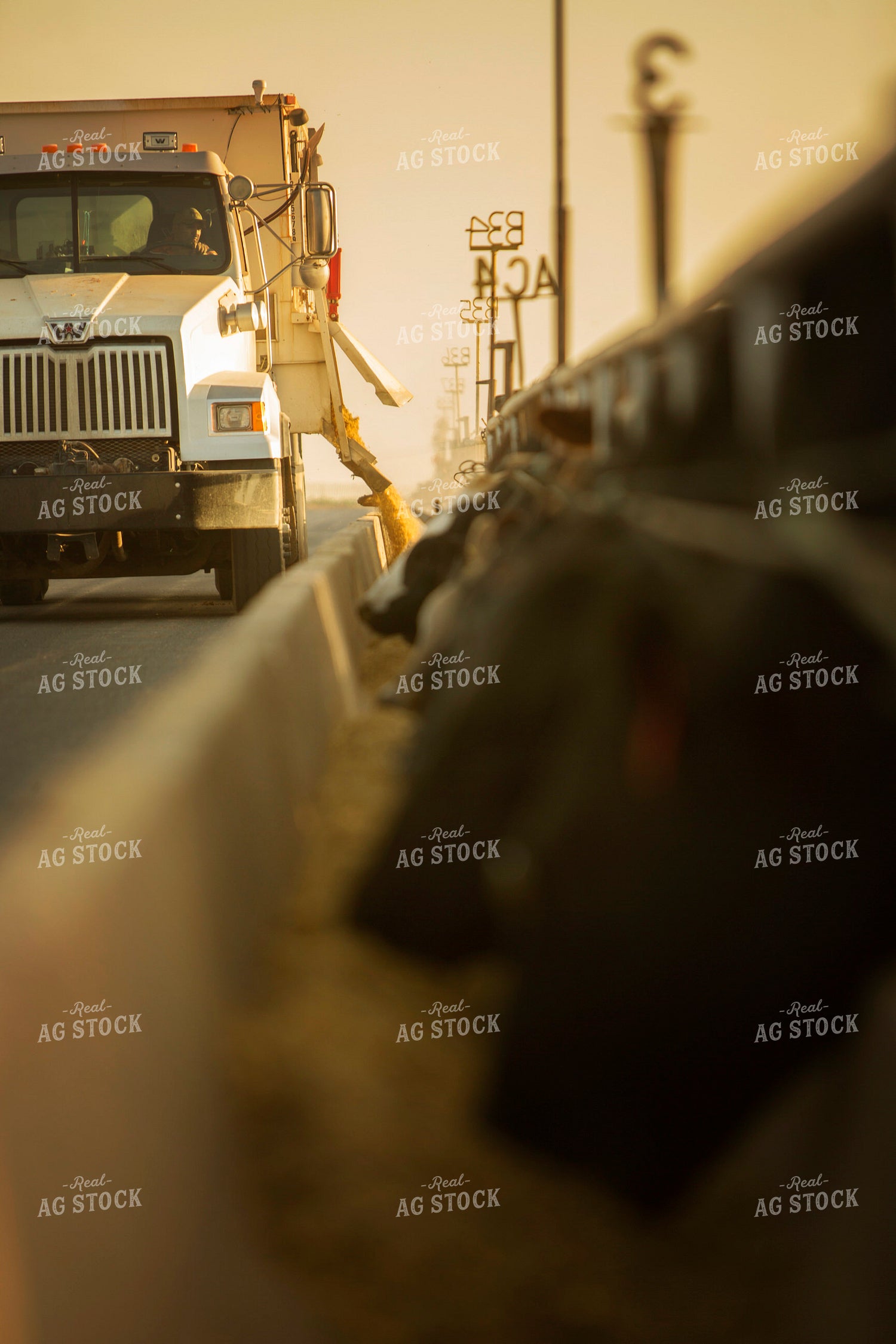 Feedyard Cattle Eating From Feed Bunk Feed Truck 3836
