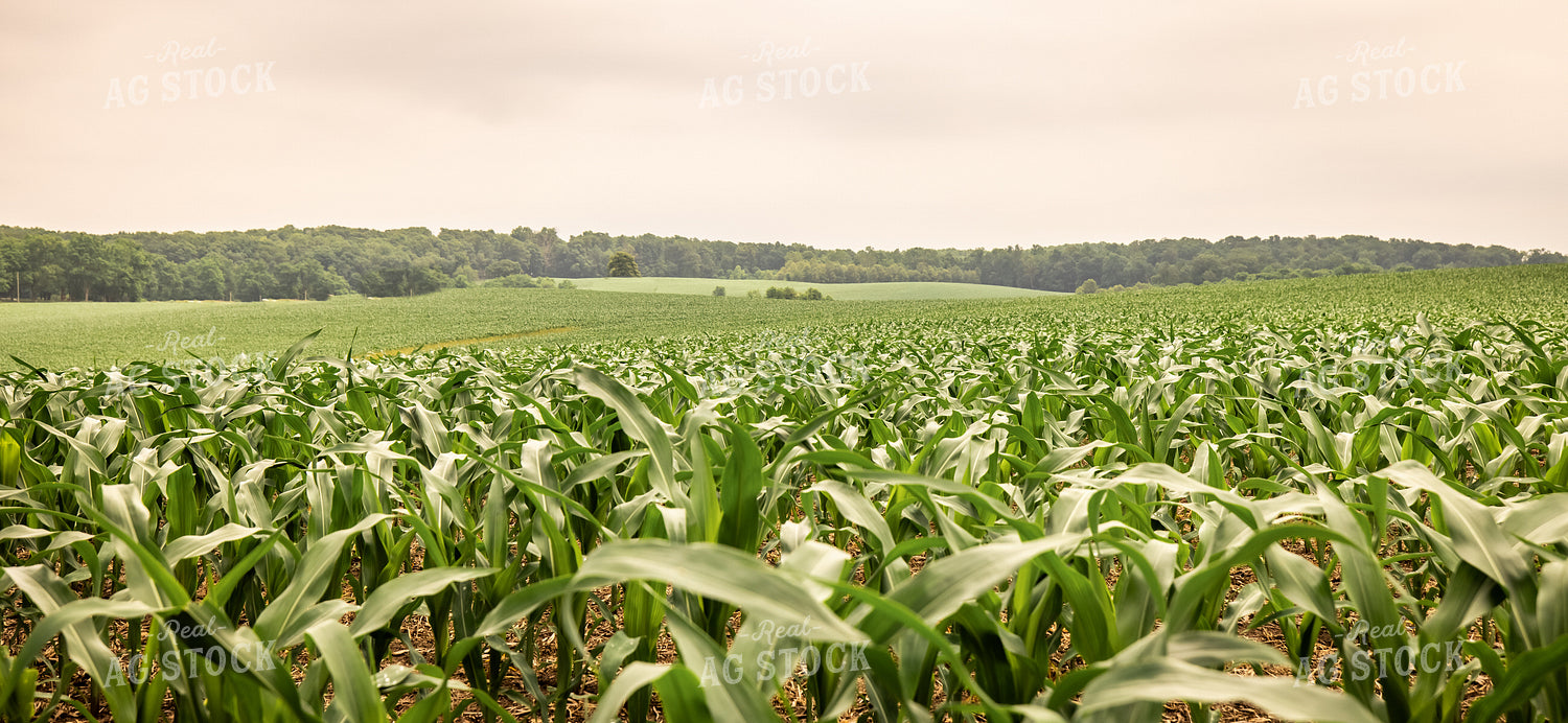 Midseason Corn 270358