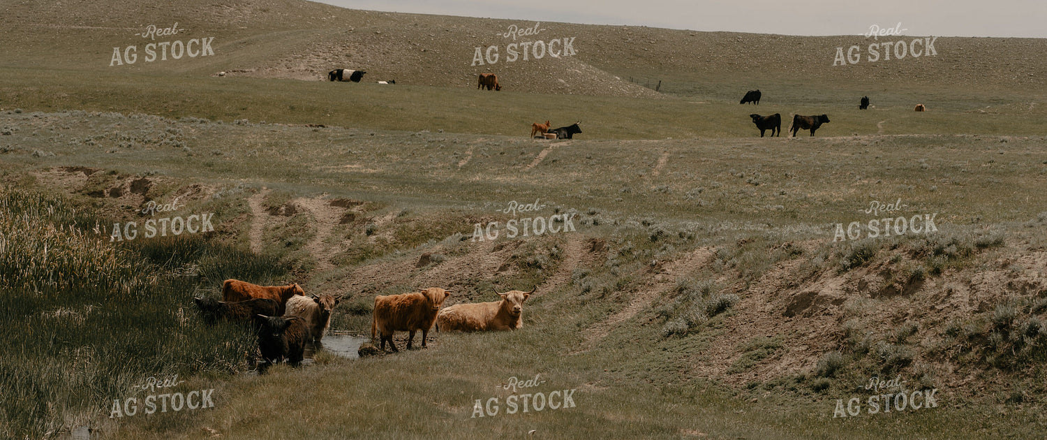 Cattle in Pasture 58229