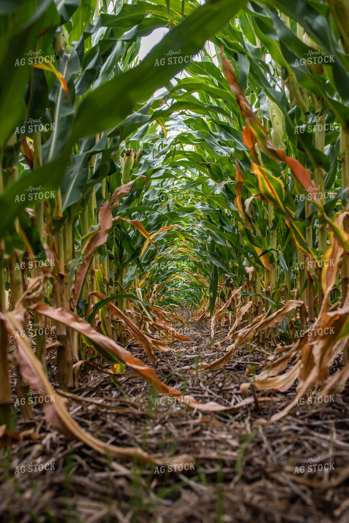 Cover Crop in Corn Field 76281