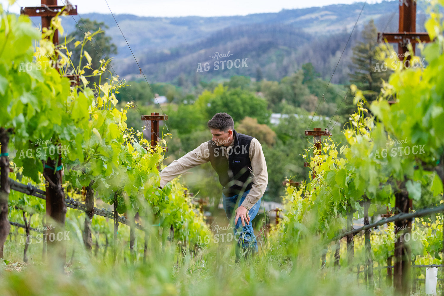 Farmer in Vineyard 107044