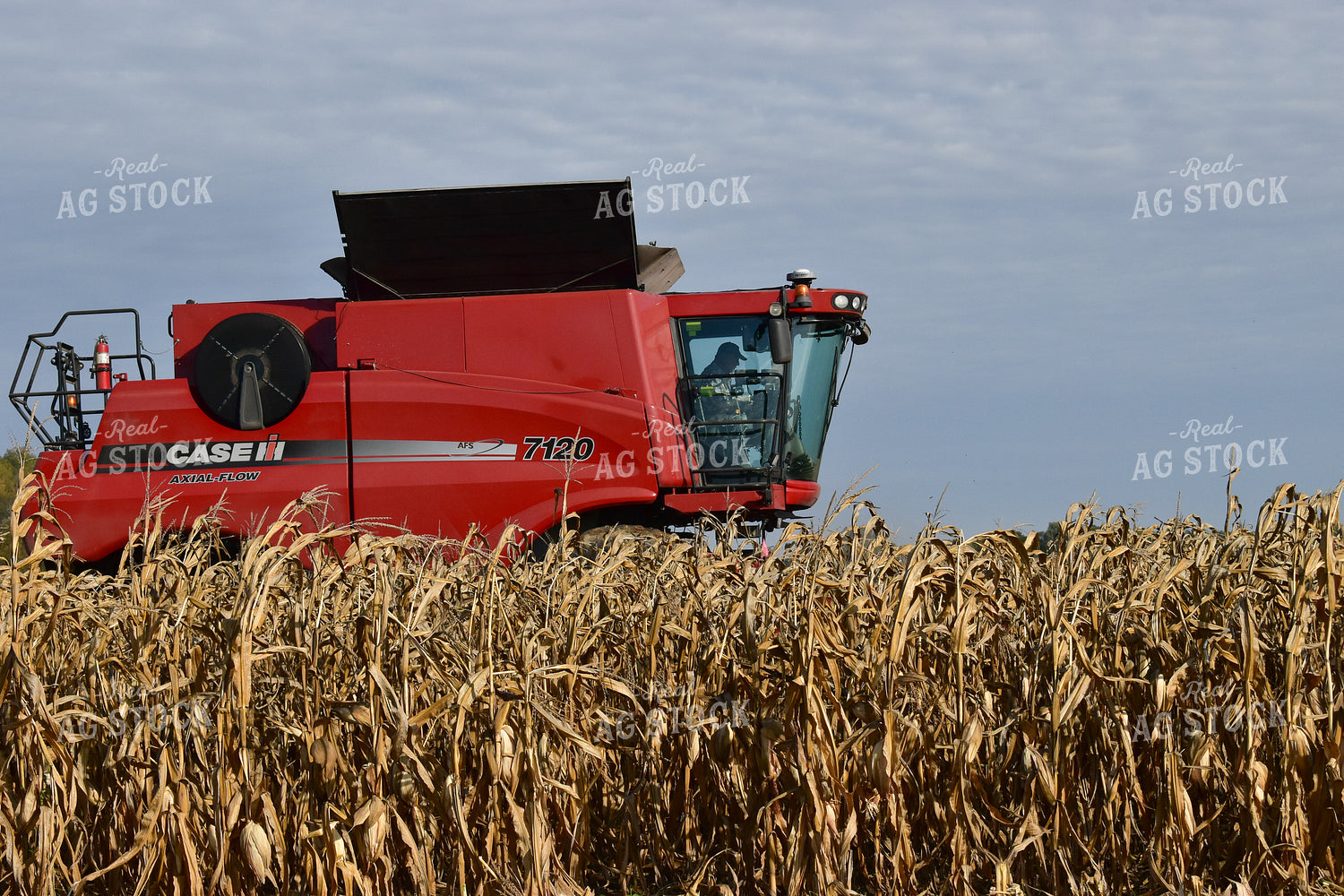 Combine Harvesting Corn 84050