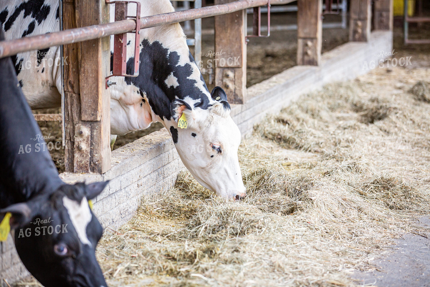 Holstein Cattle Eating in Freestall Barn 270142