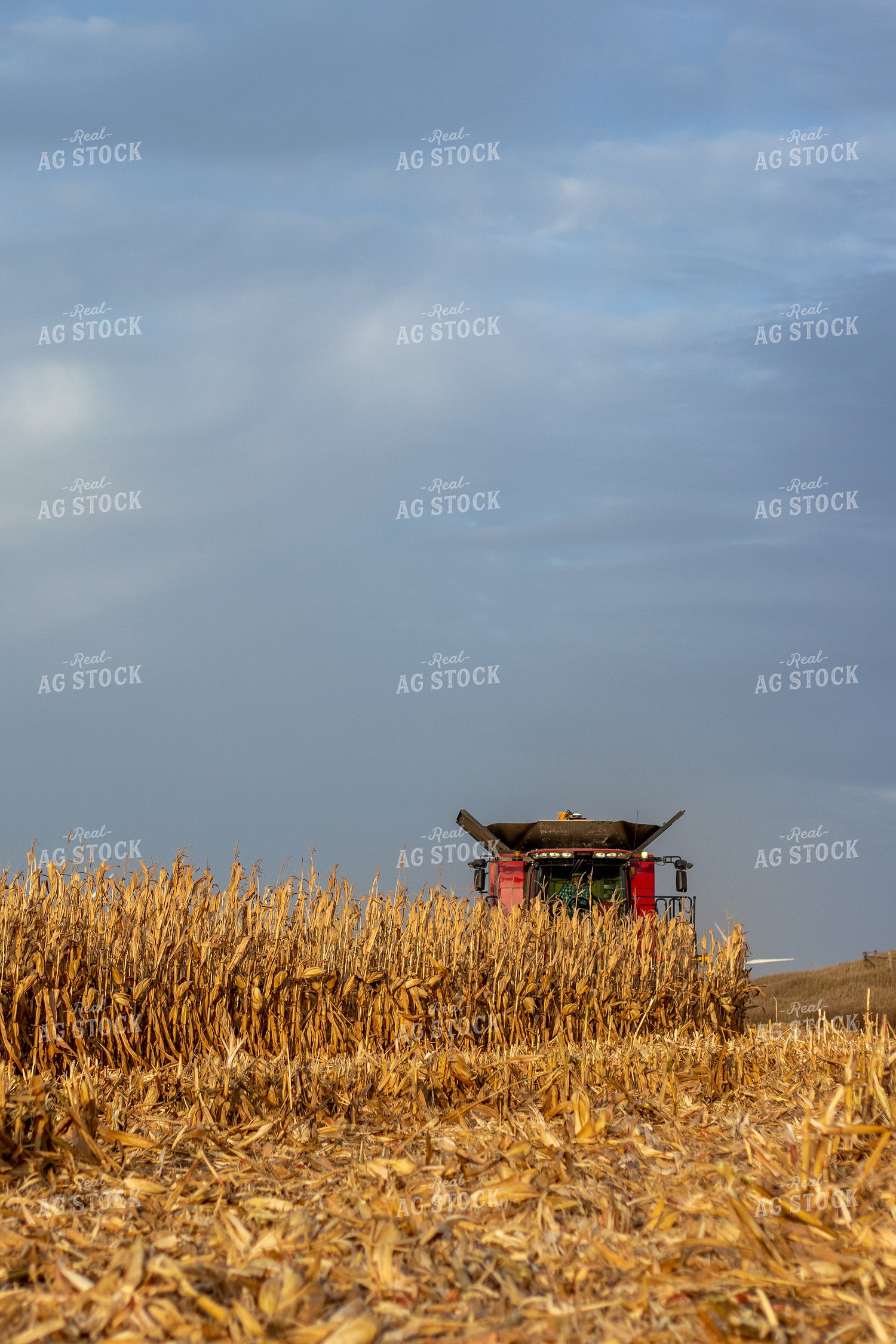 Combine Harvesting Corn 67174