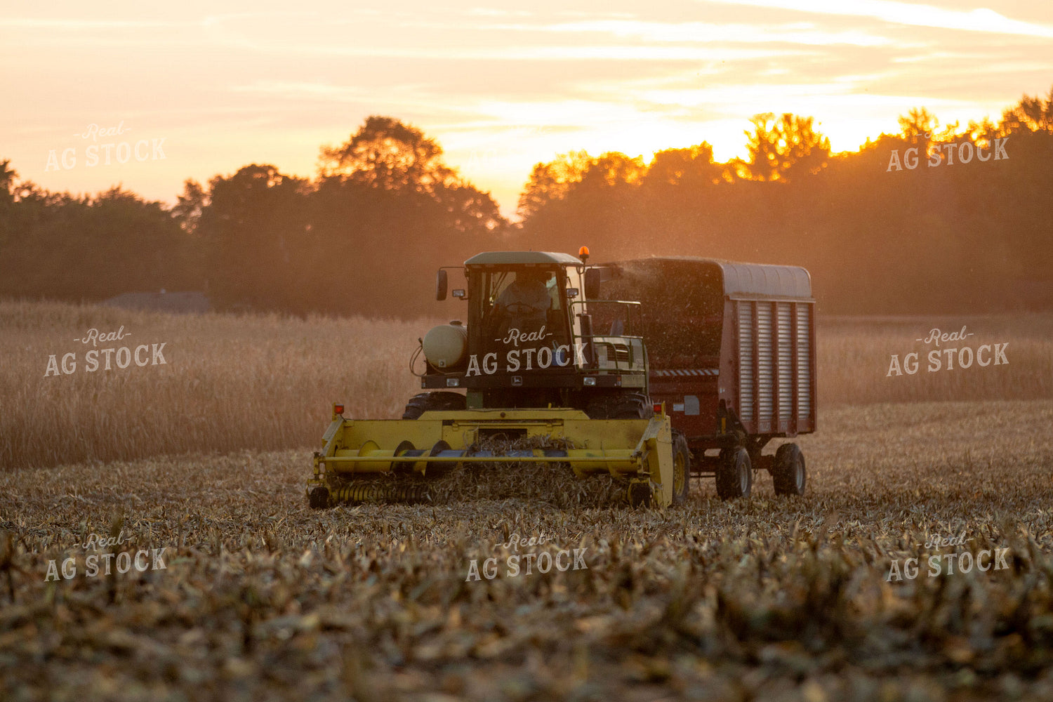 Harvesting Corn Silage 157029