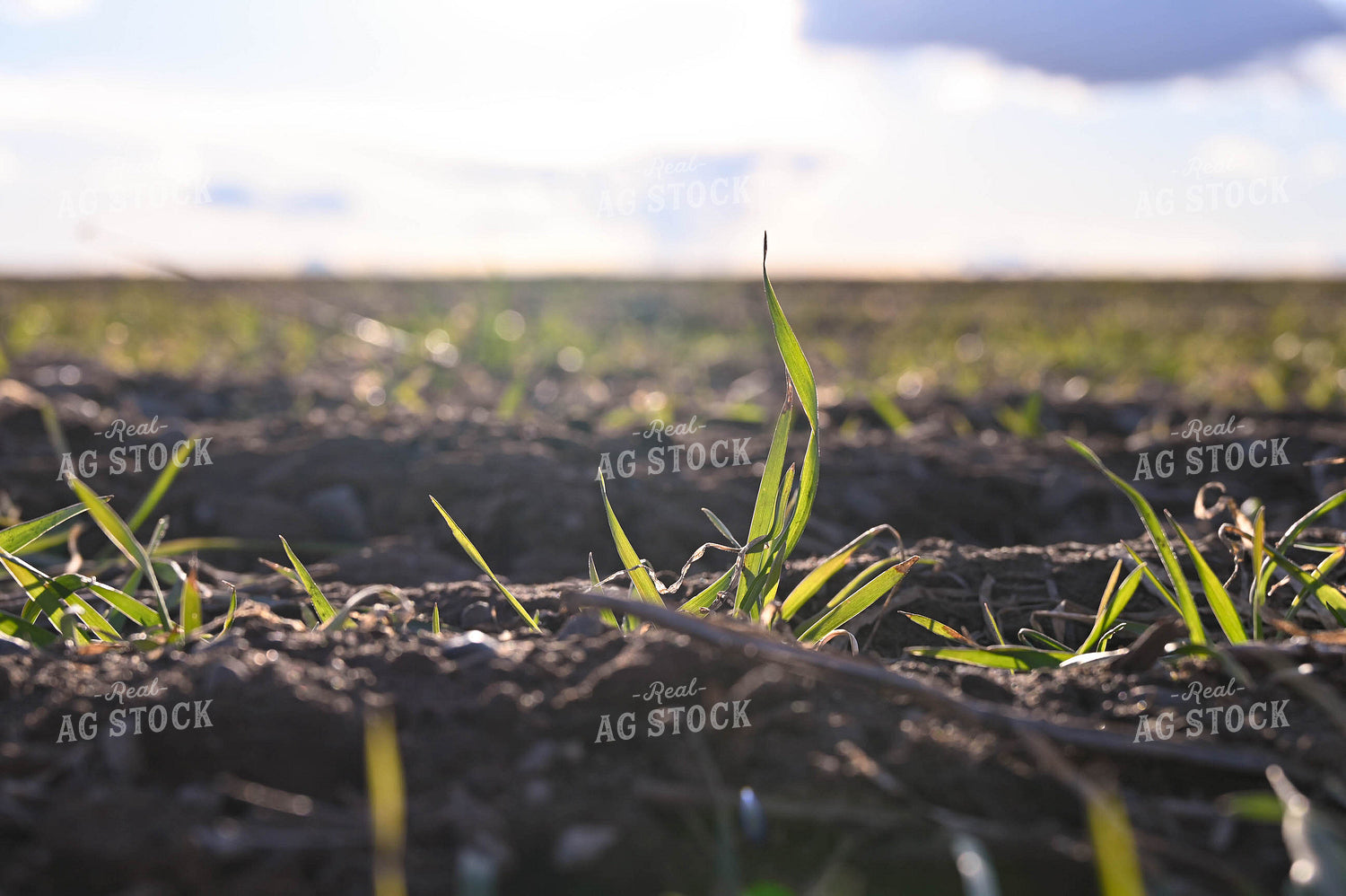 Winter Grazing Cover Crop 253028