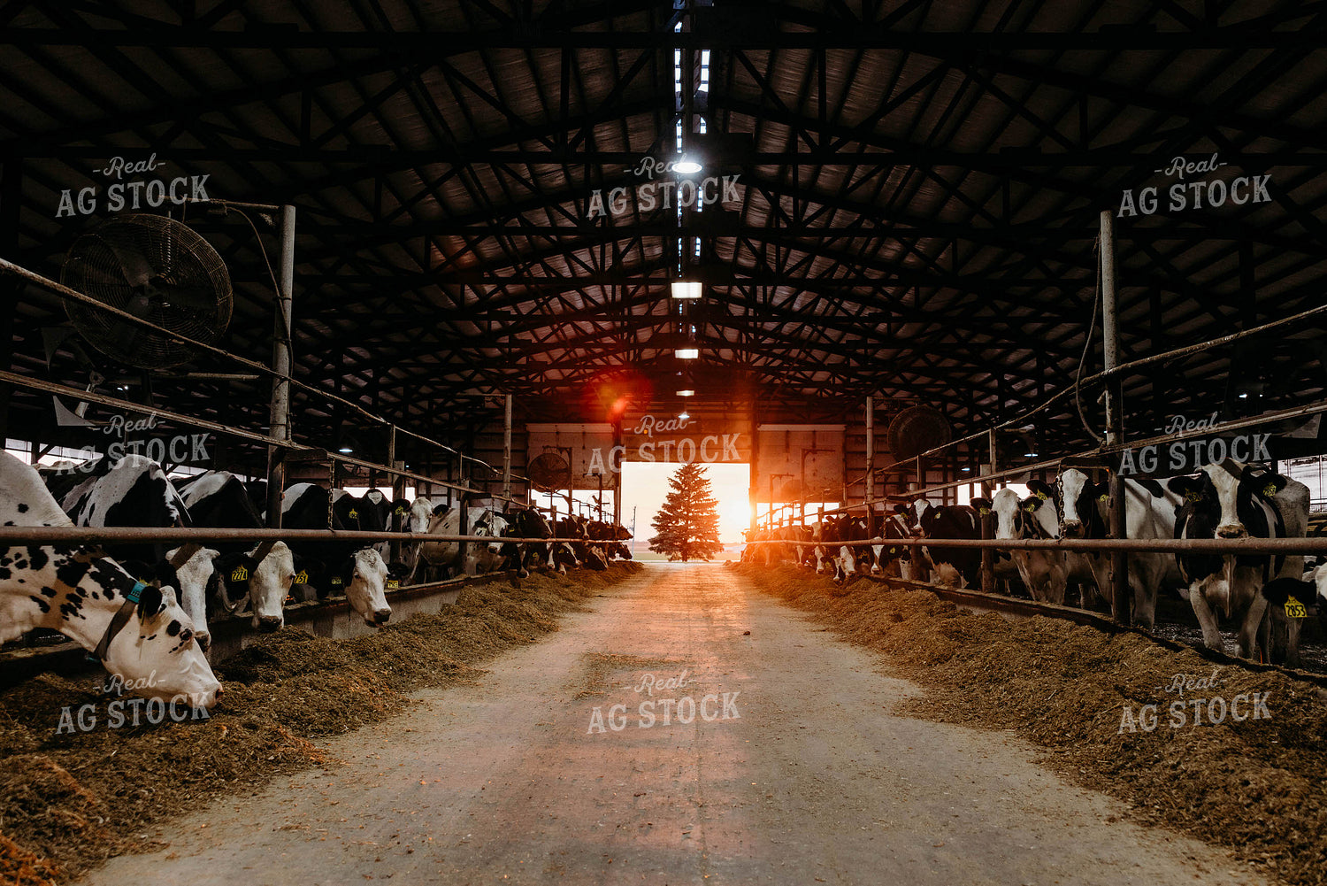Holstein Cattle in Open Air Dairy Barn 152057