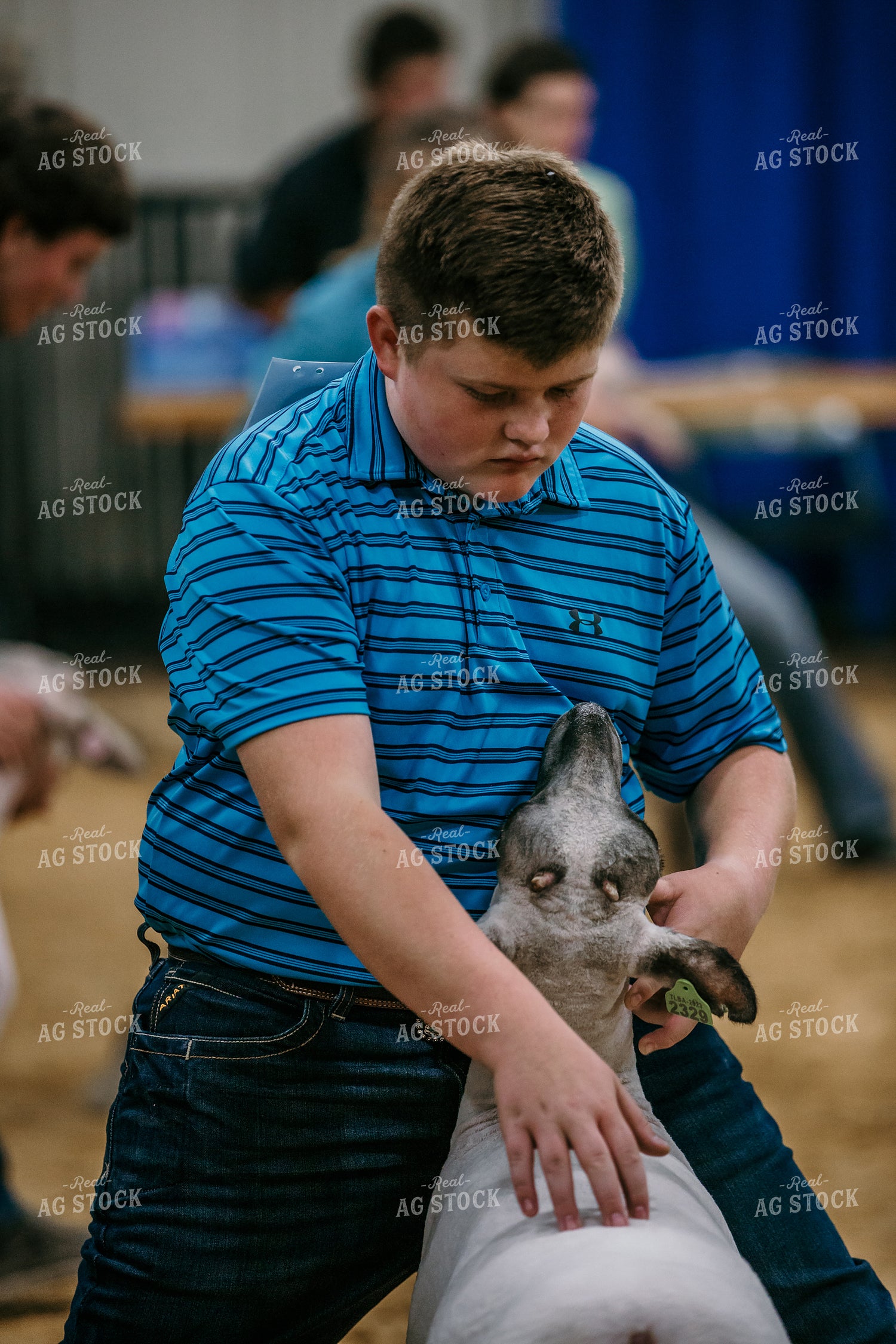 Farm Kid Showing Sheep 98041