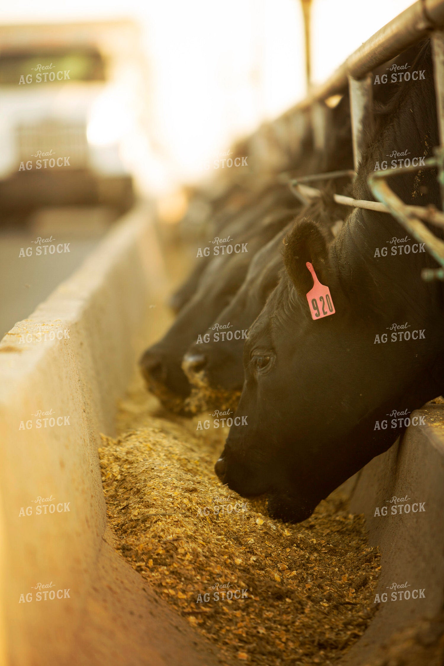 Feedyard Cattle Eating From Feed Bunk 3835