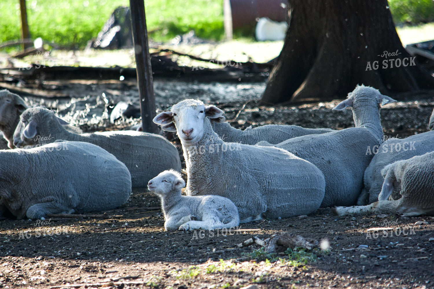 Sheep 156097