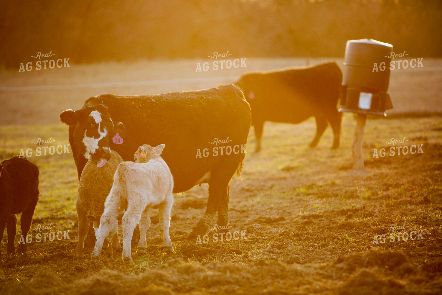 Calf - Charolais and Angus Cross 2245