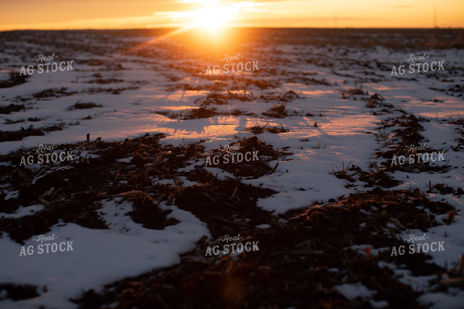 Sunrise Over Snowy Tilled Corn Field 3803