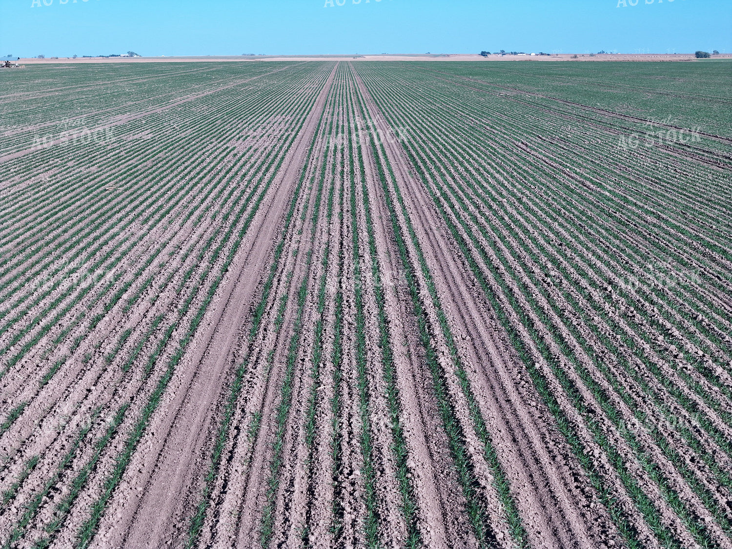 Midseason Wheat Field 239080