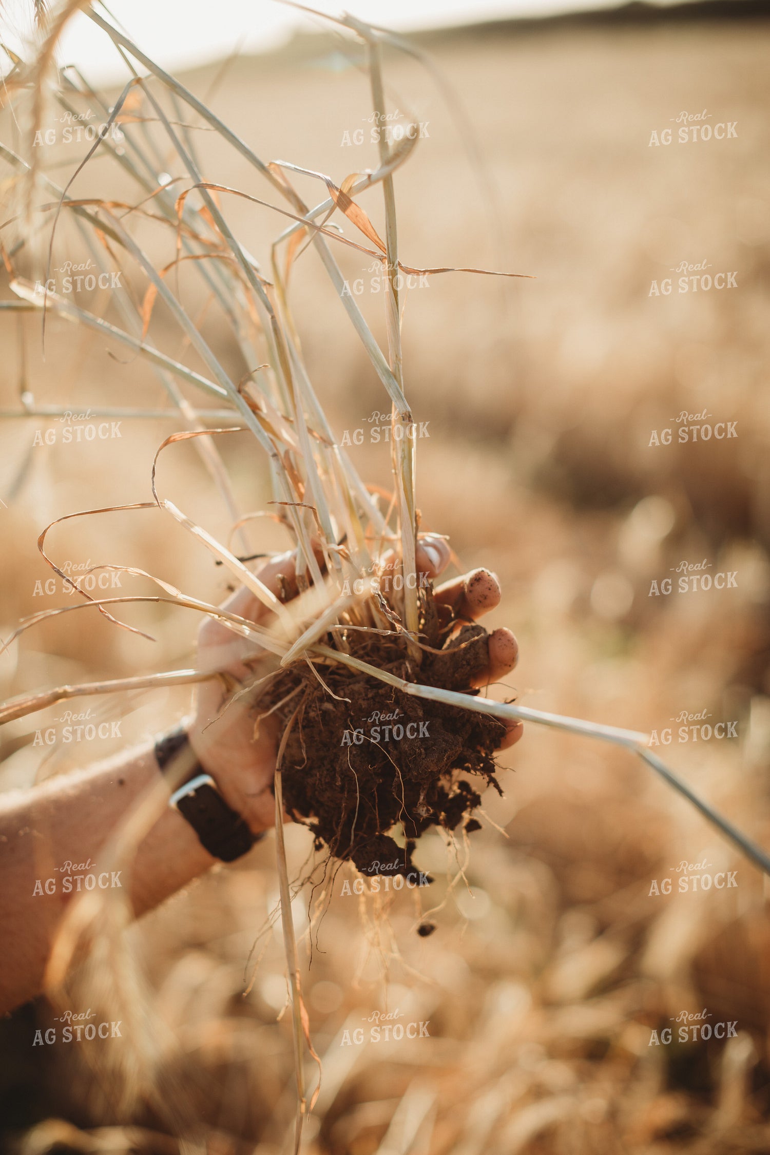 Farmer Agronomist Holding Soil in Soybean and Rye Cover Crop Field 5822