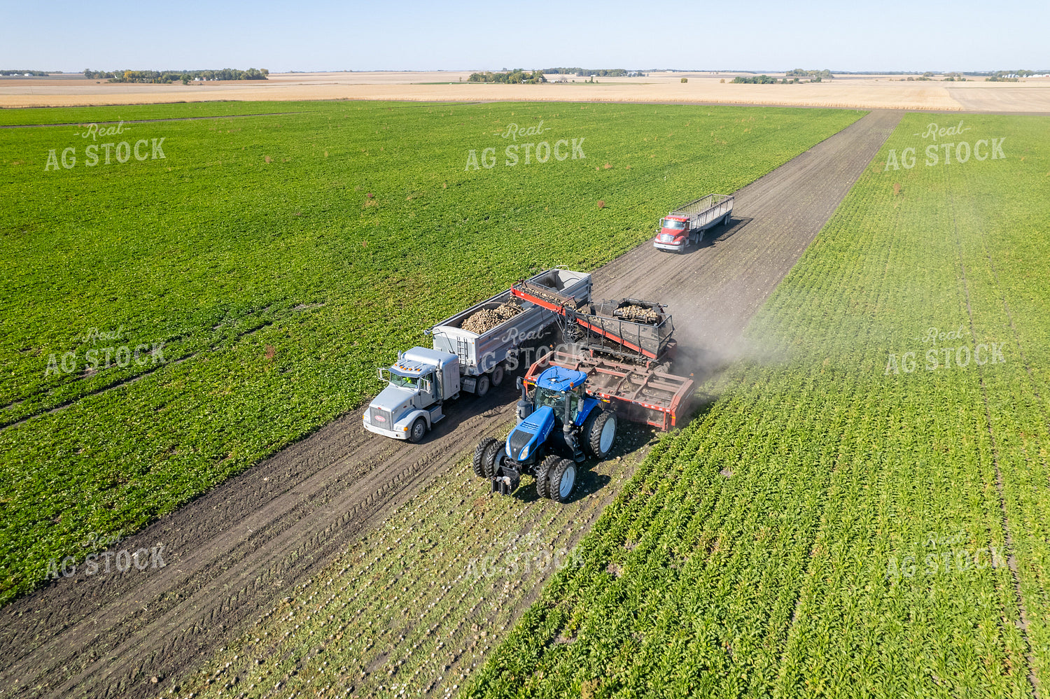 Sugar Beet Harvest 255043