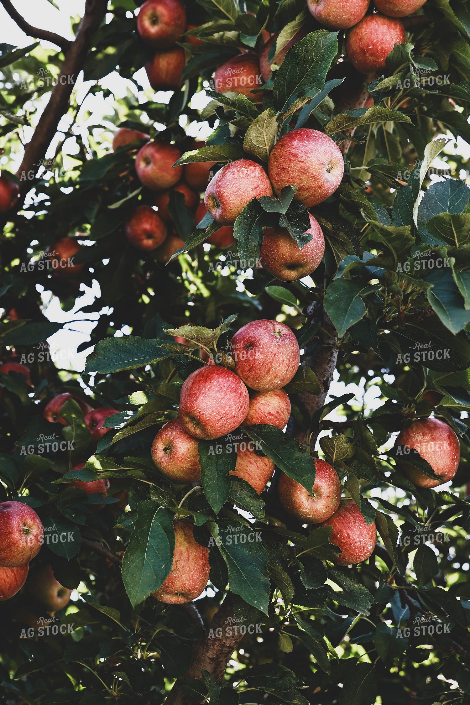 Apples in Tree 252000