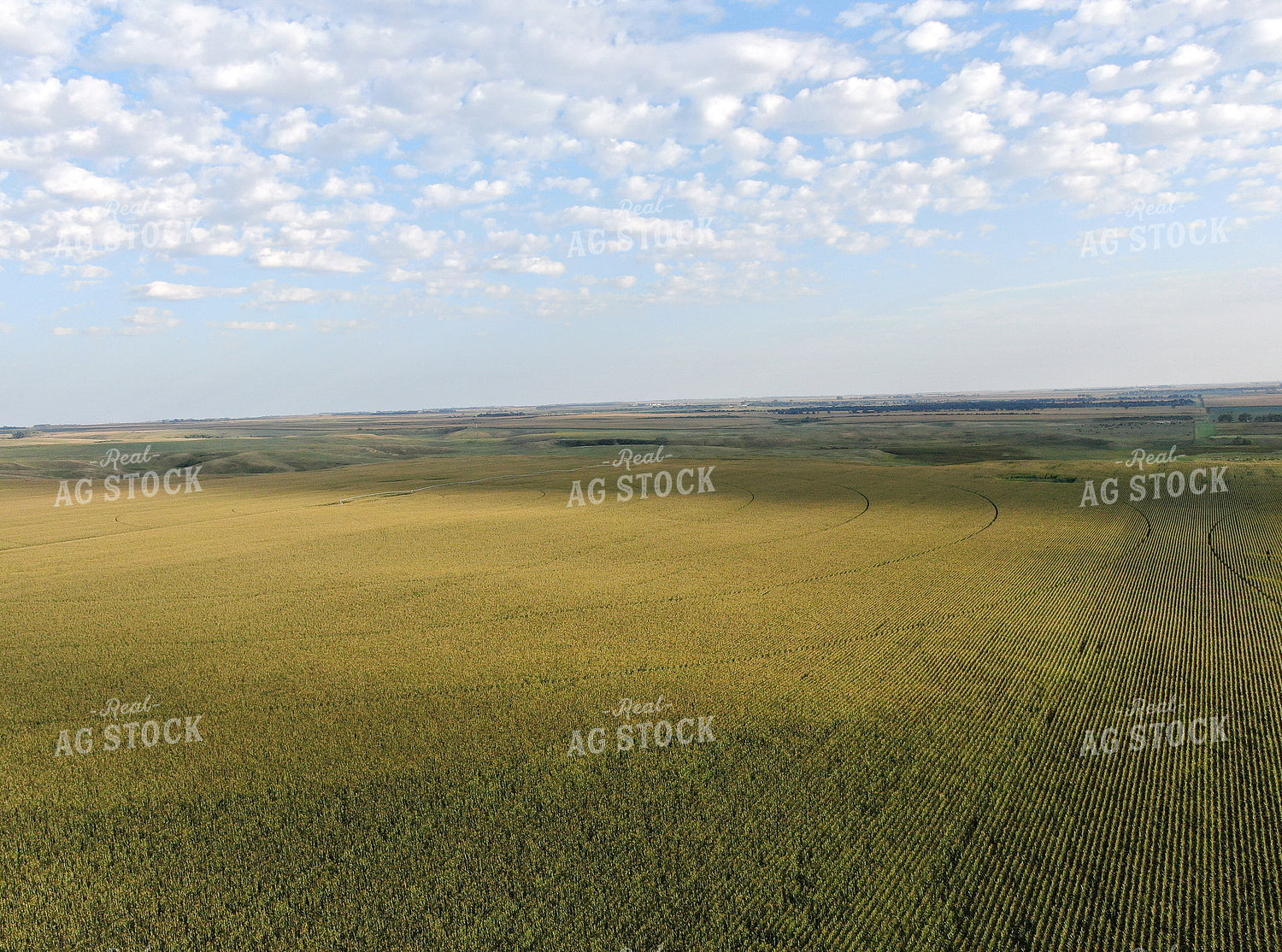 Aerial of Irrigated Corn Field 141052