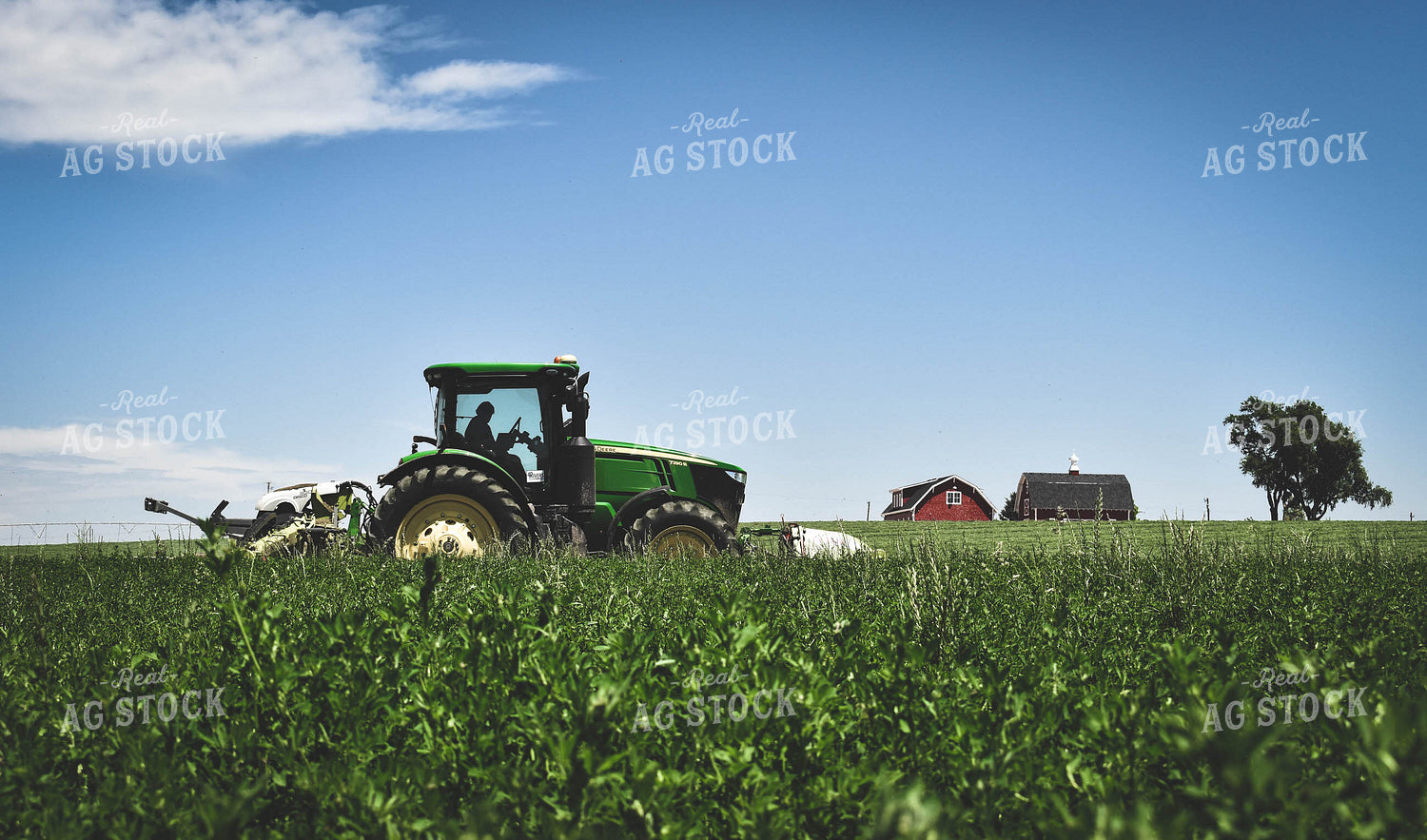 Alfalfa Field 56078