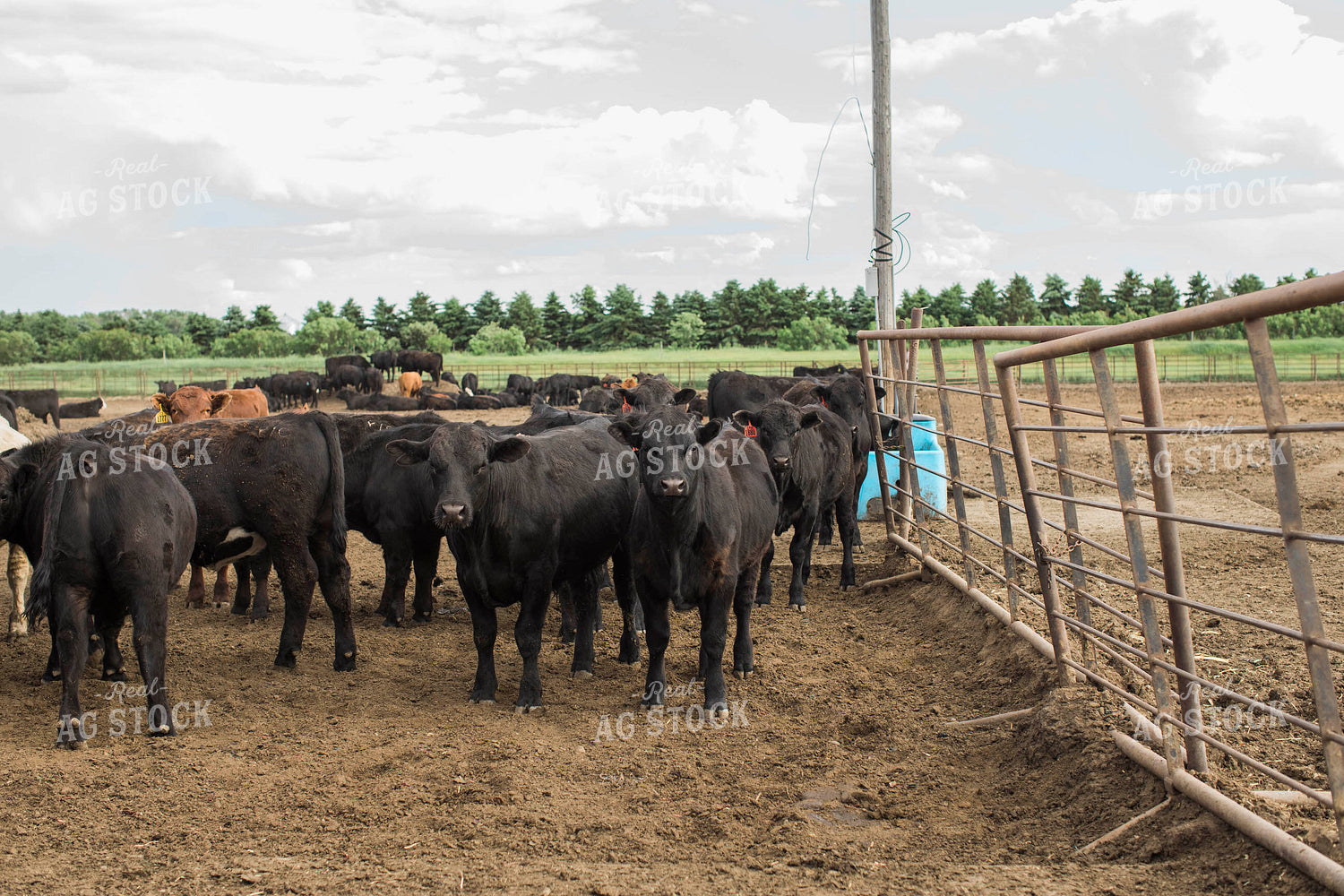 Feedyard 2994