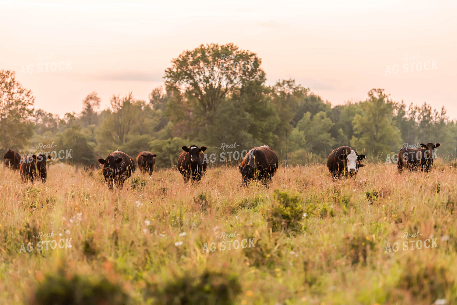 Cattle in Pasture 96013