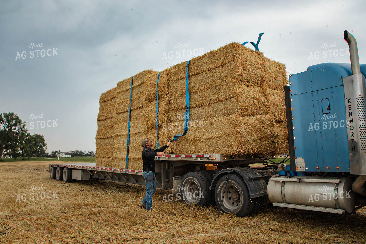 Farmer Securing Wheat Straw Bales 152598