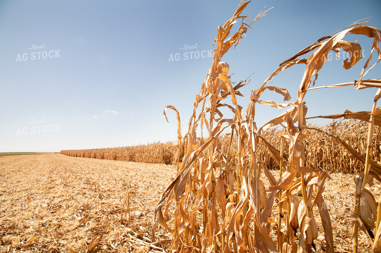 Dried Corn Waiting to be Harvested on a Sunny Day 25903