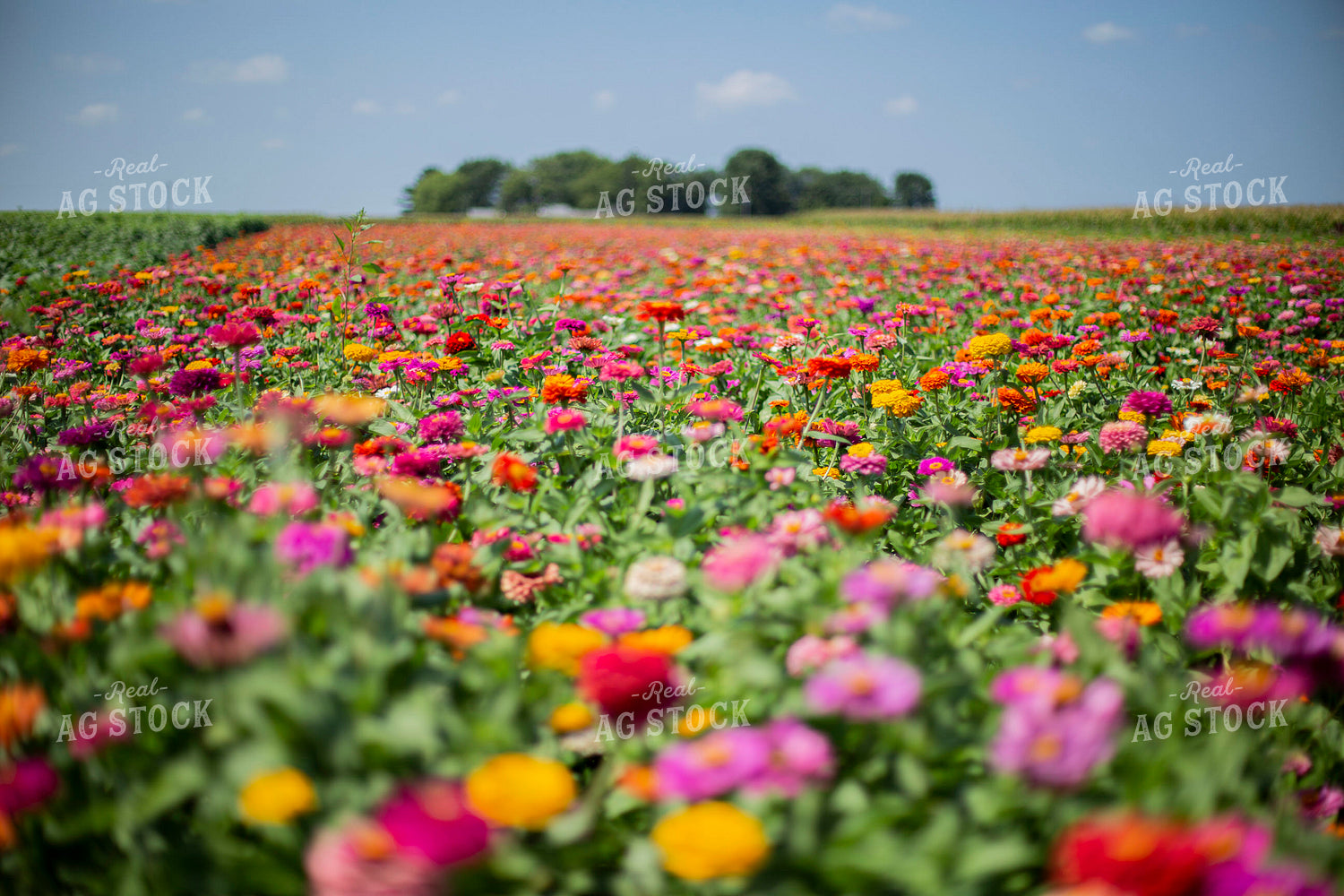 Field of Flowers 93089