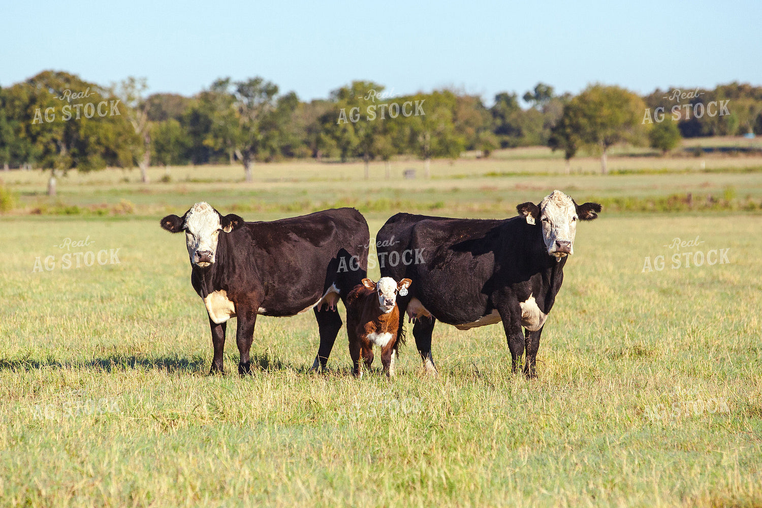 Cows and Calf in Pasture 81061