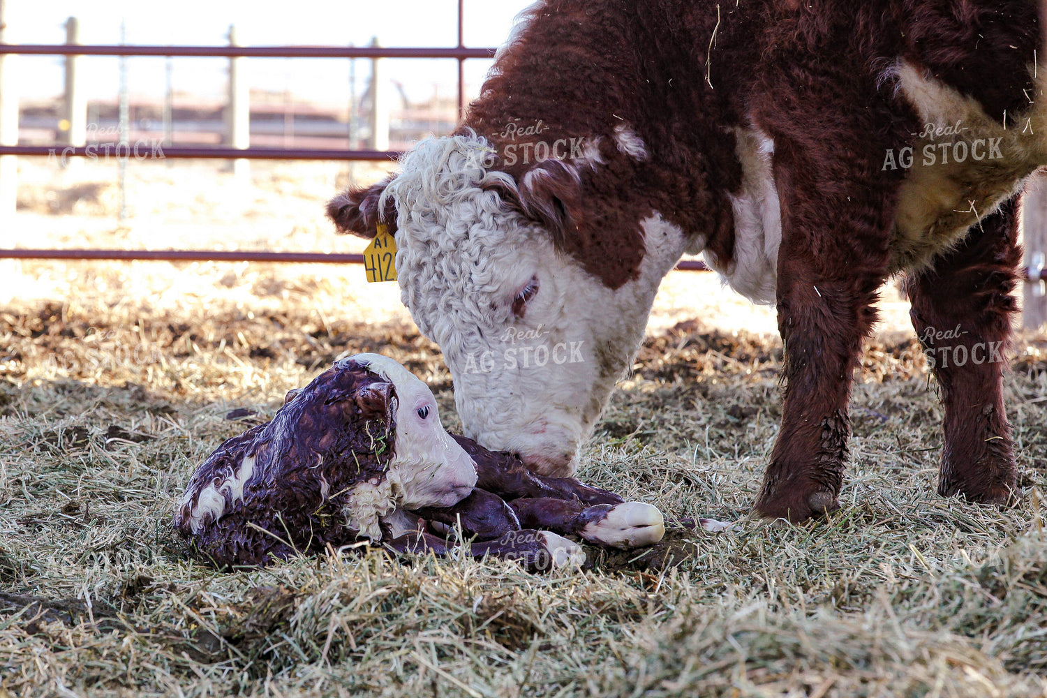 Hereford Cow and Calf 81111