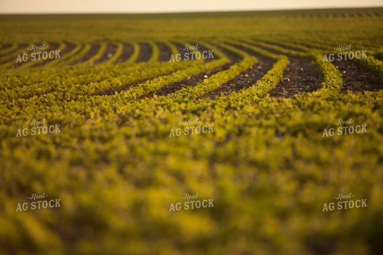 Soybeans - Mid-Season 1499