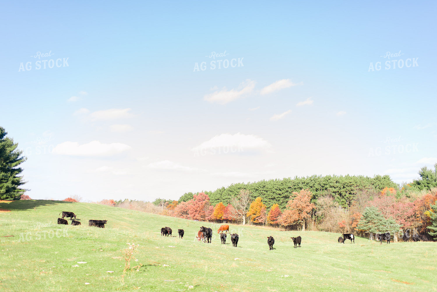Various Cattle Types in Pasture 74018