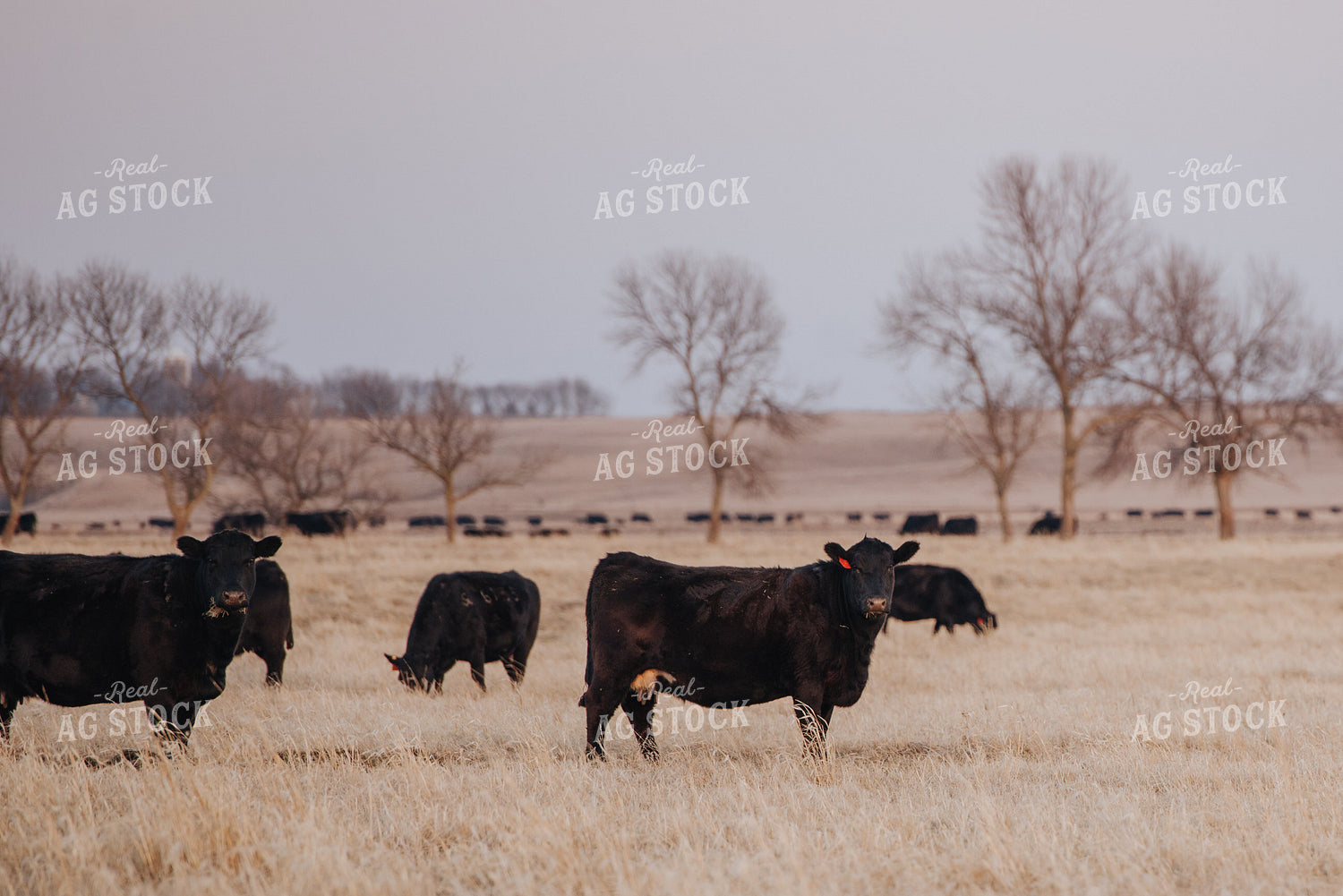 Angus Cattle Grazing in Pasture 68027