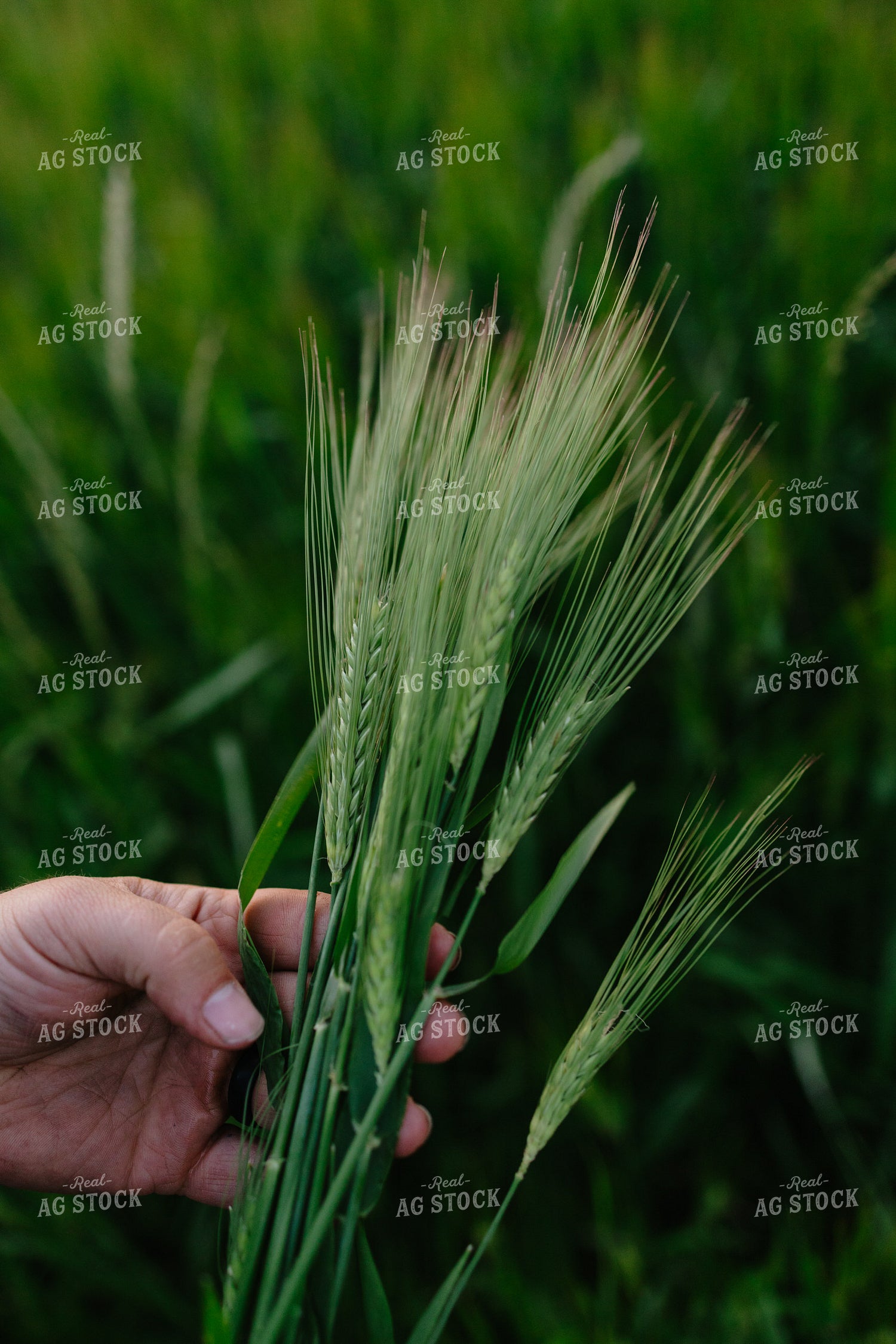 Checking Barley 204037