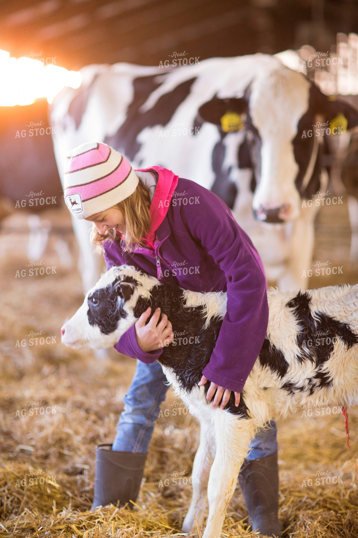 Farm Kid and Holstein Calf 55159