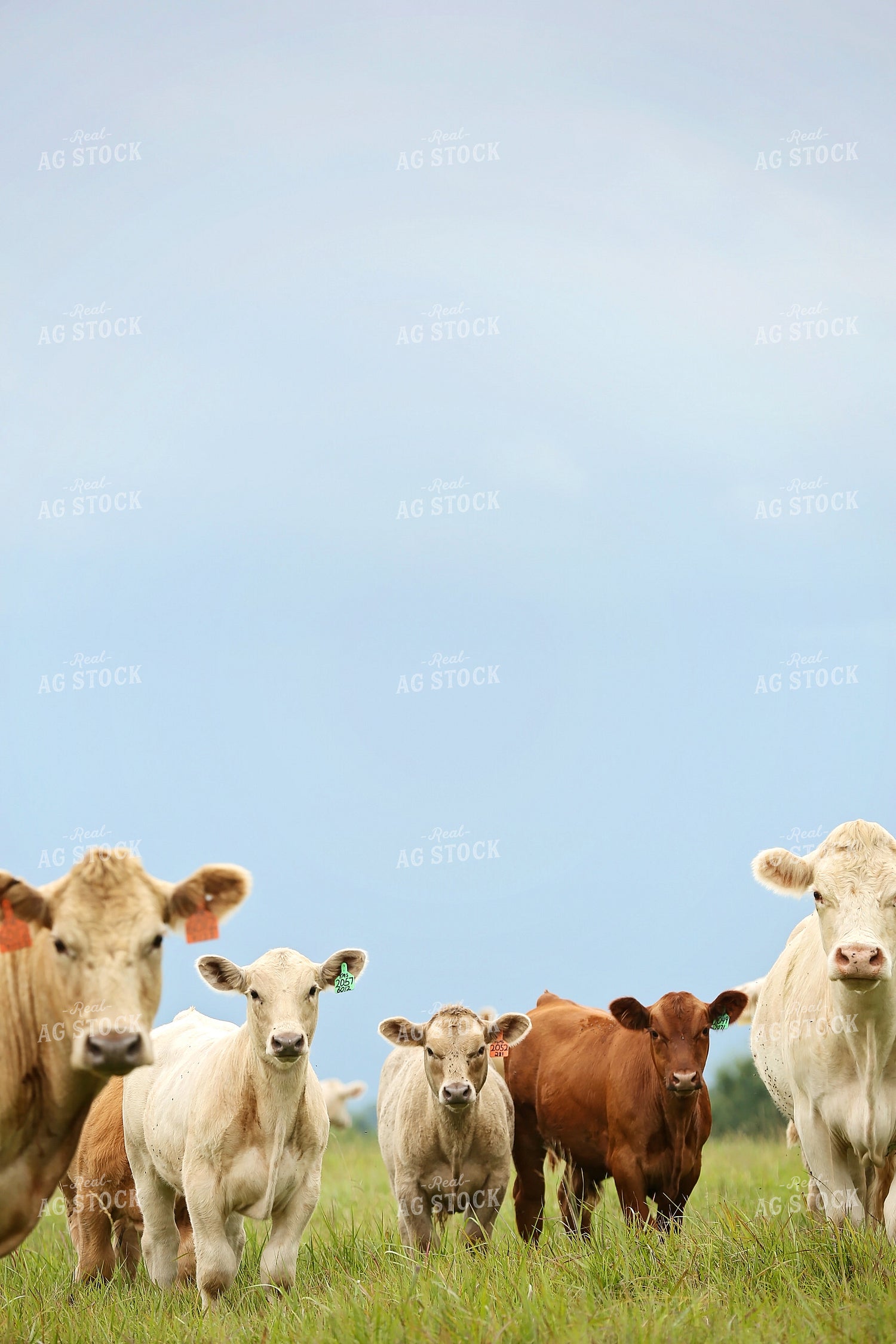 Cattle in Pasture 127017