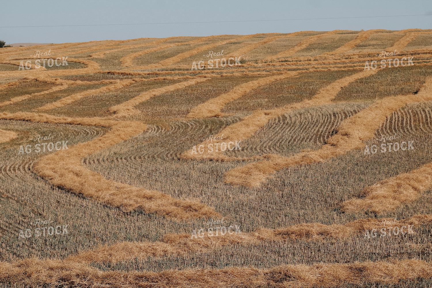 Cut Straw 187073