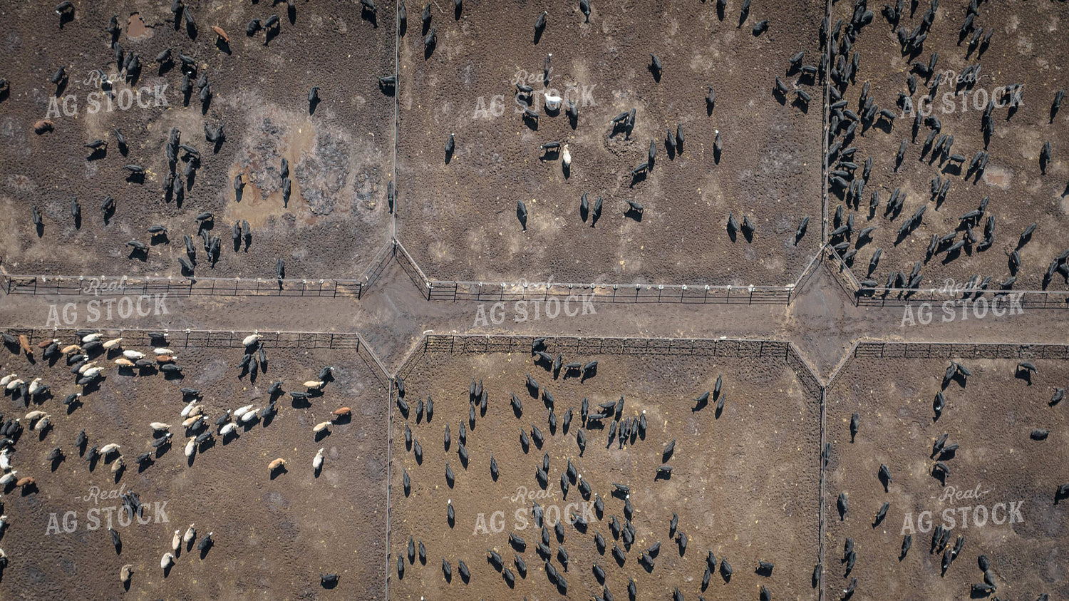 Cattle Feedlot Drone 56450