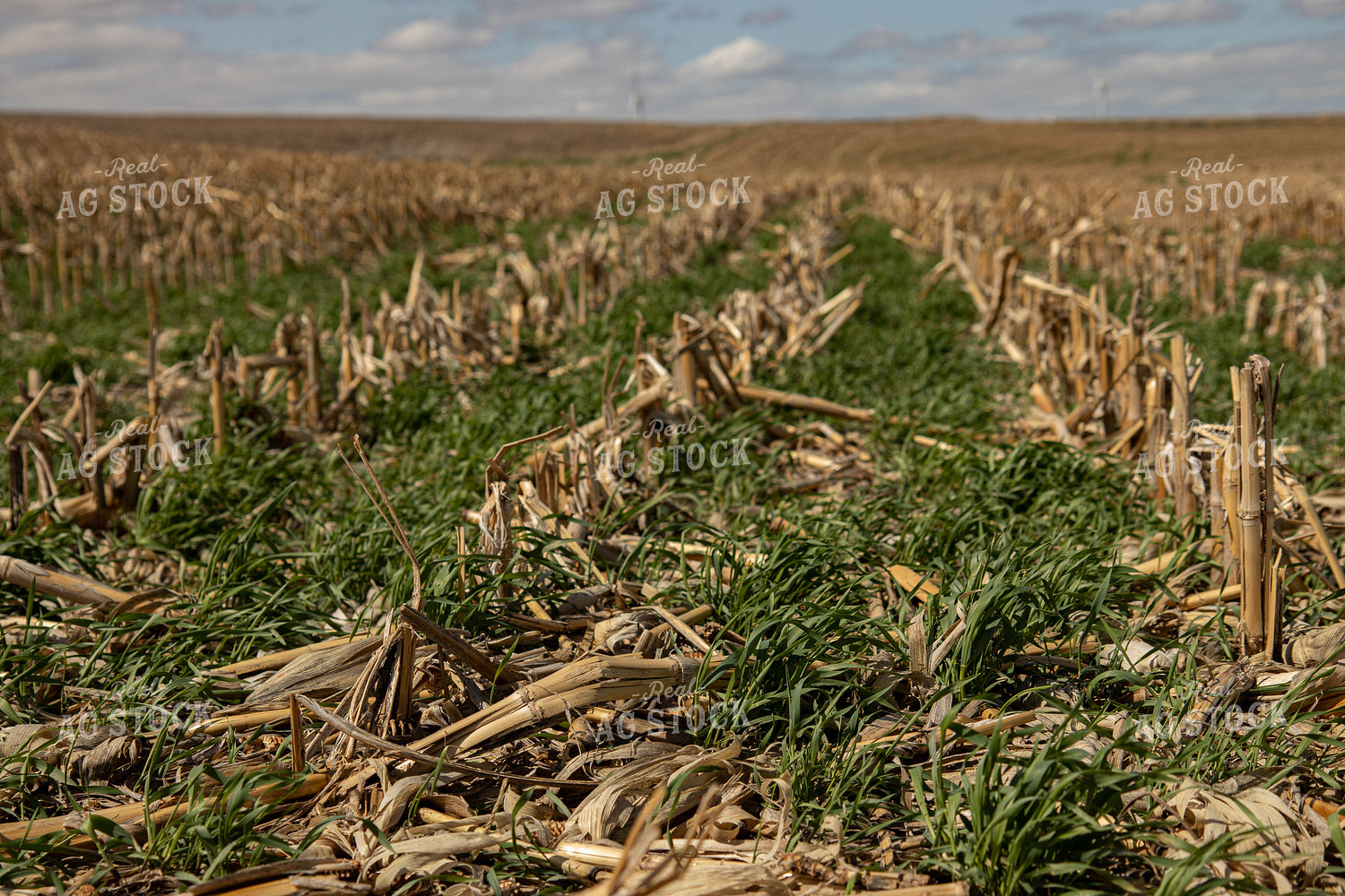 Cover Crops in Corn Stalks 67195