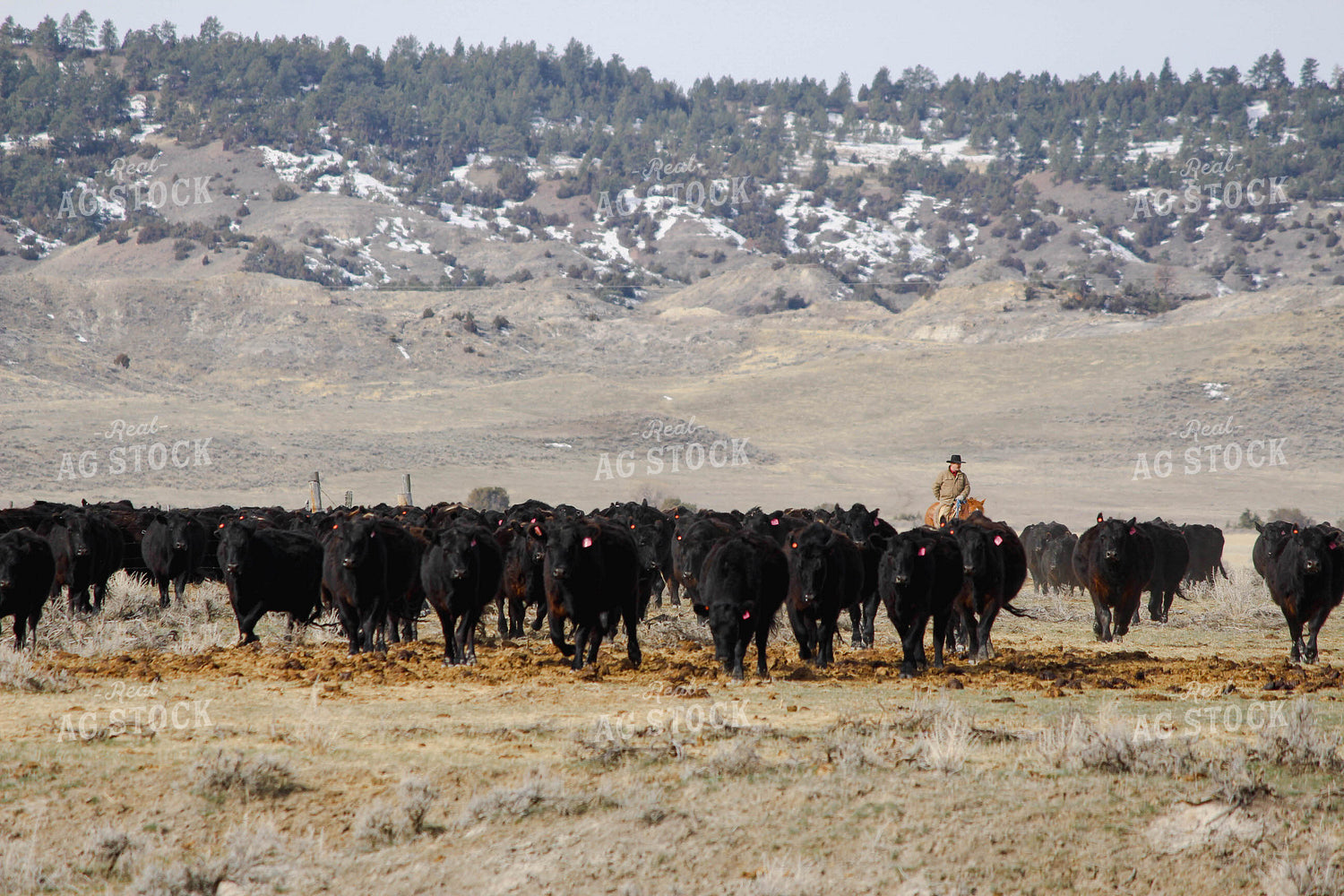Cattle Gather 63088