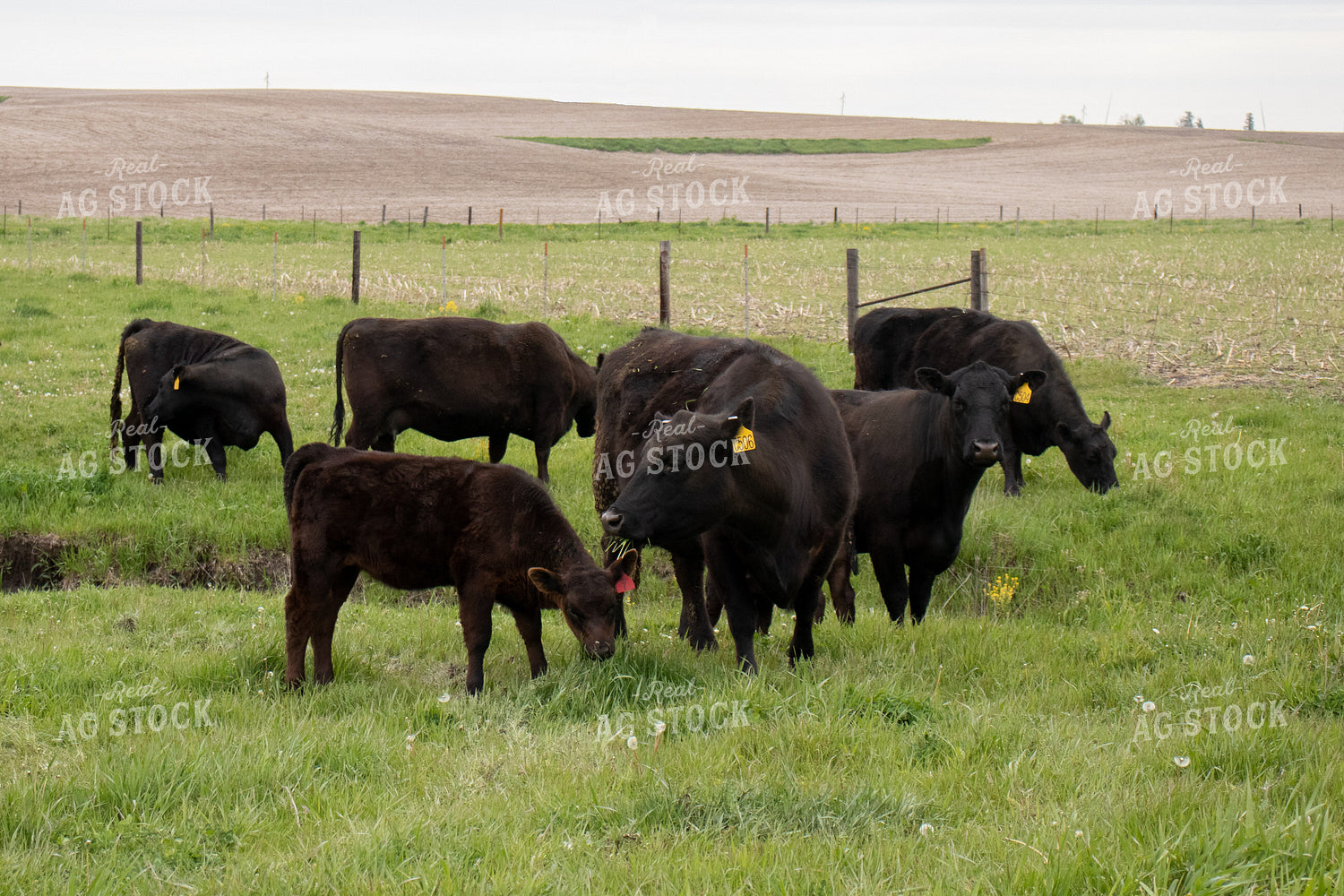 Angus Cattle in Pen 67095