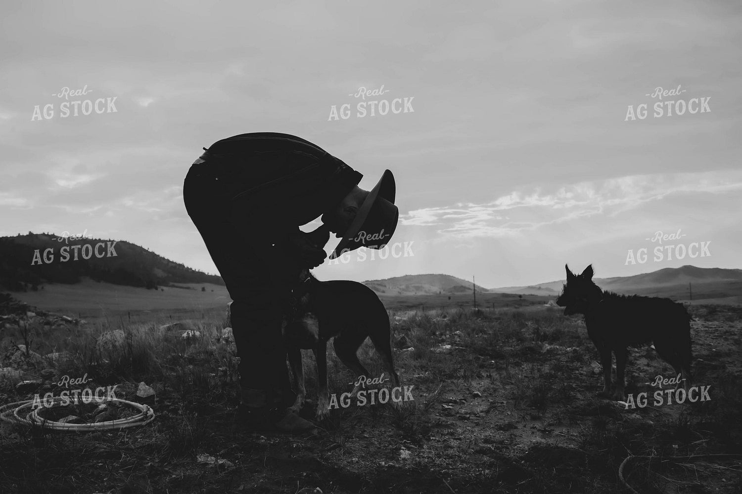 Rancher with Dogs 58026