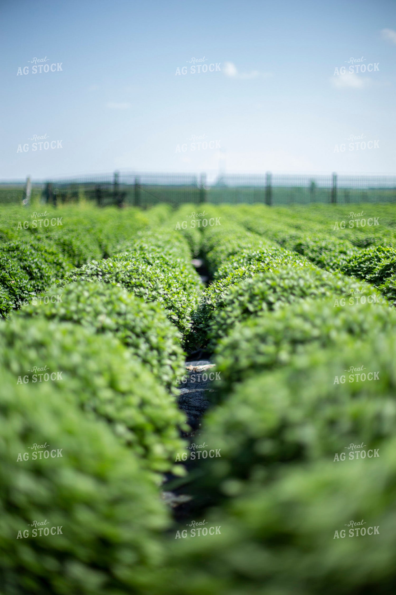Bushes in a Row 93082